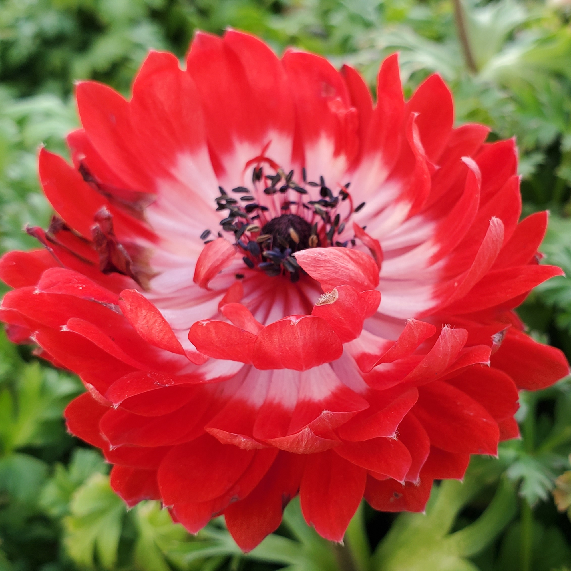 Anemone coronaria Harmony Double Scarlet 1L