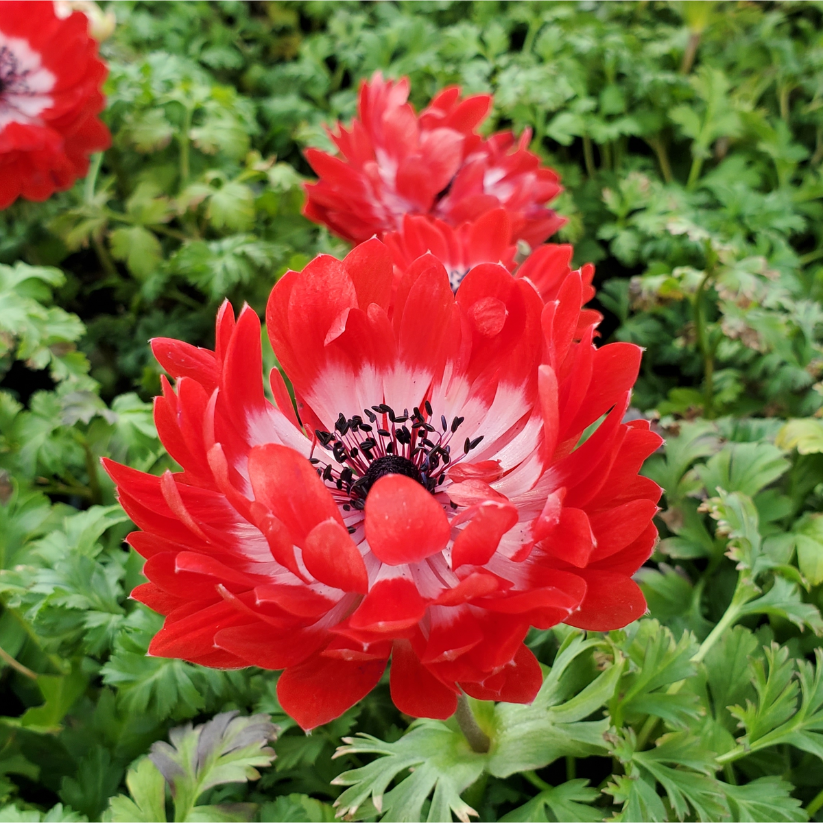 A vibrant Anemone coronaria Harmony Double Scarlet 1L displays bright red double blooms with white centers and dark stamens among green foliage, featuring one perennial plant sharply in focus at the front.