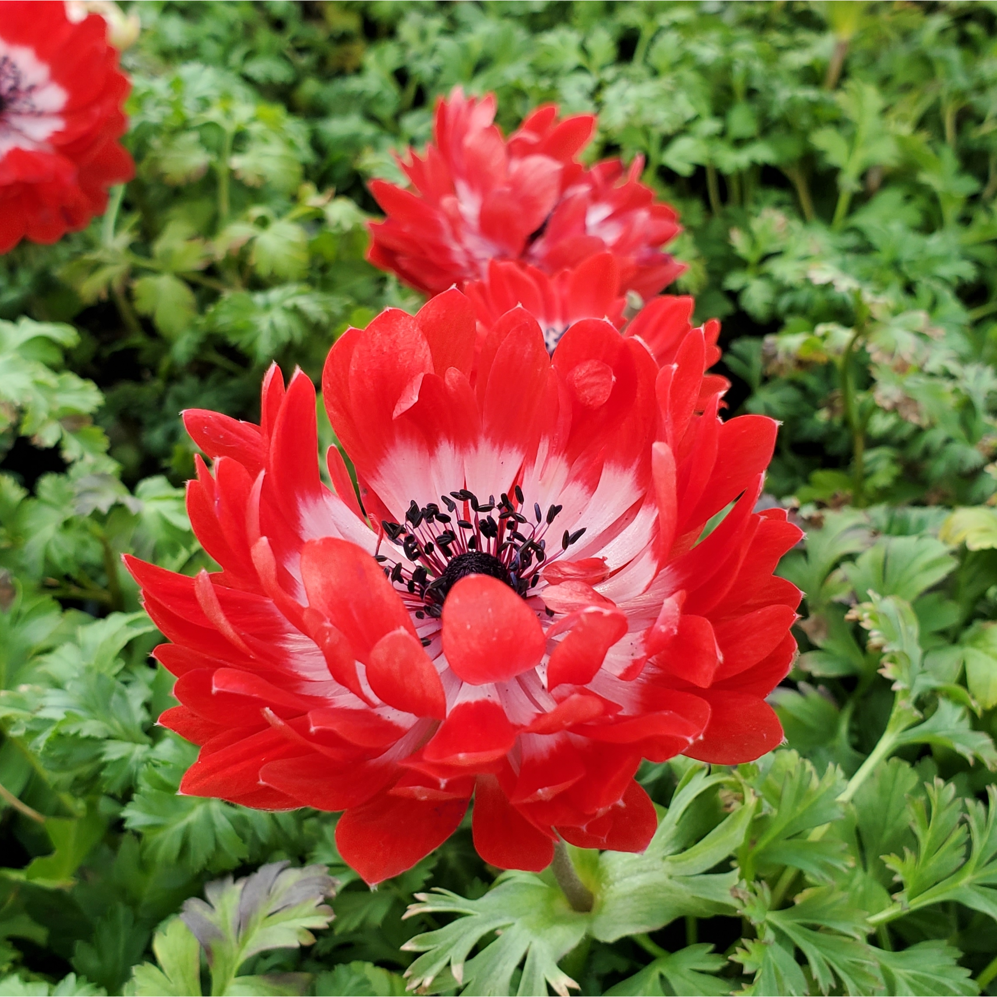 Anemone coronaria Harmony Double Scarlet 1L