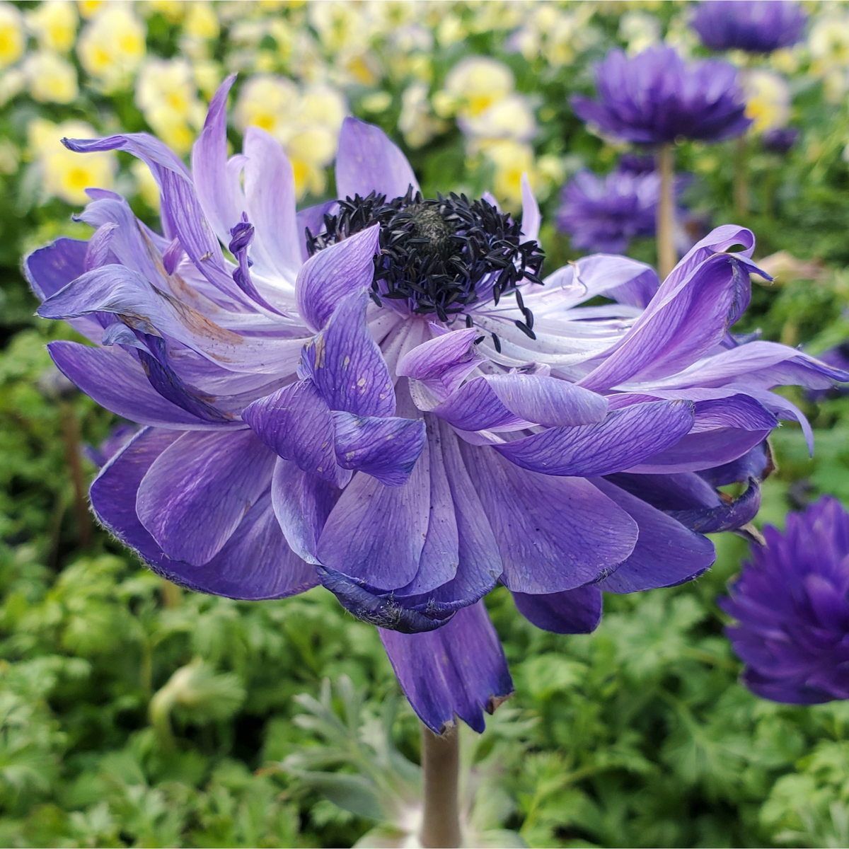 A close-up of Anemone coronaria Harmony Double Blue 1L showcases its vibrant purple, layered petals blooming among perennials in a lush green garden, with blurred yellow and purple flowers in the background.