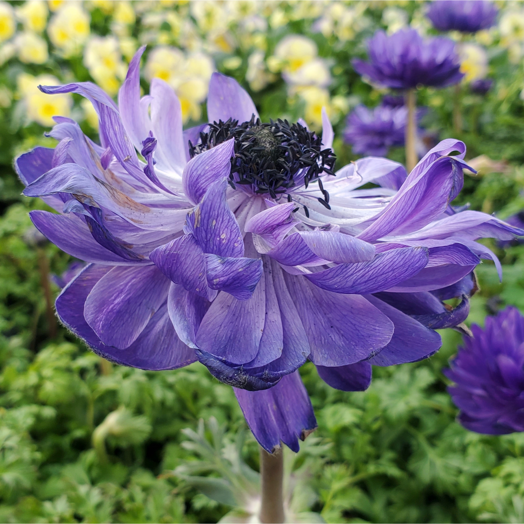 Anemone coronaria Harmony Double Blue 1L