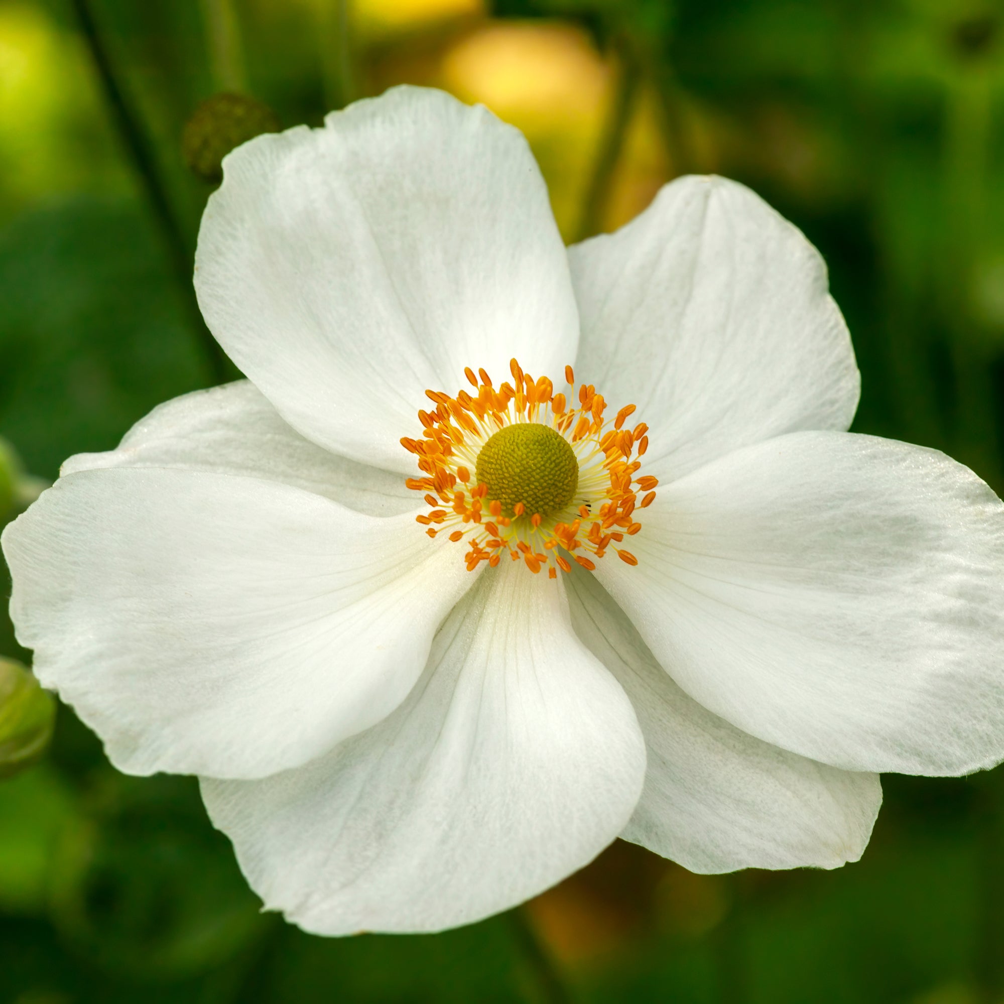 Anemone hybrida - Honorine Jobert 1.5L