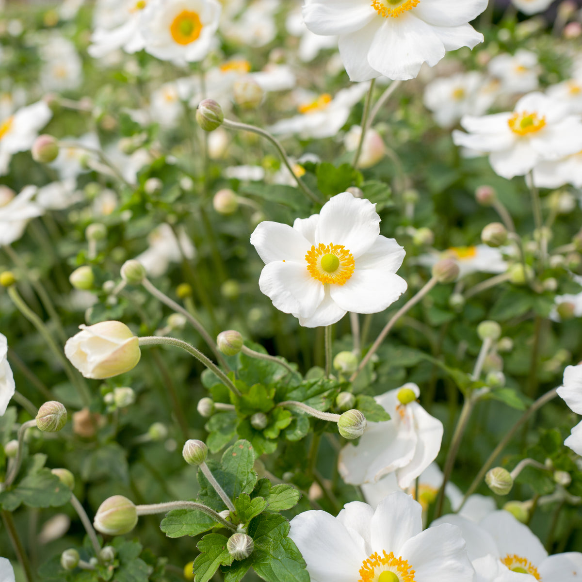 White flowers with yellow centers bloom among green leaves—Anemone hybrida Honorine Jobert 9cm - 2L, a top shade-loving perennial, creates a lush and vibrant outdoor floral display.
