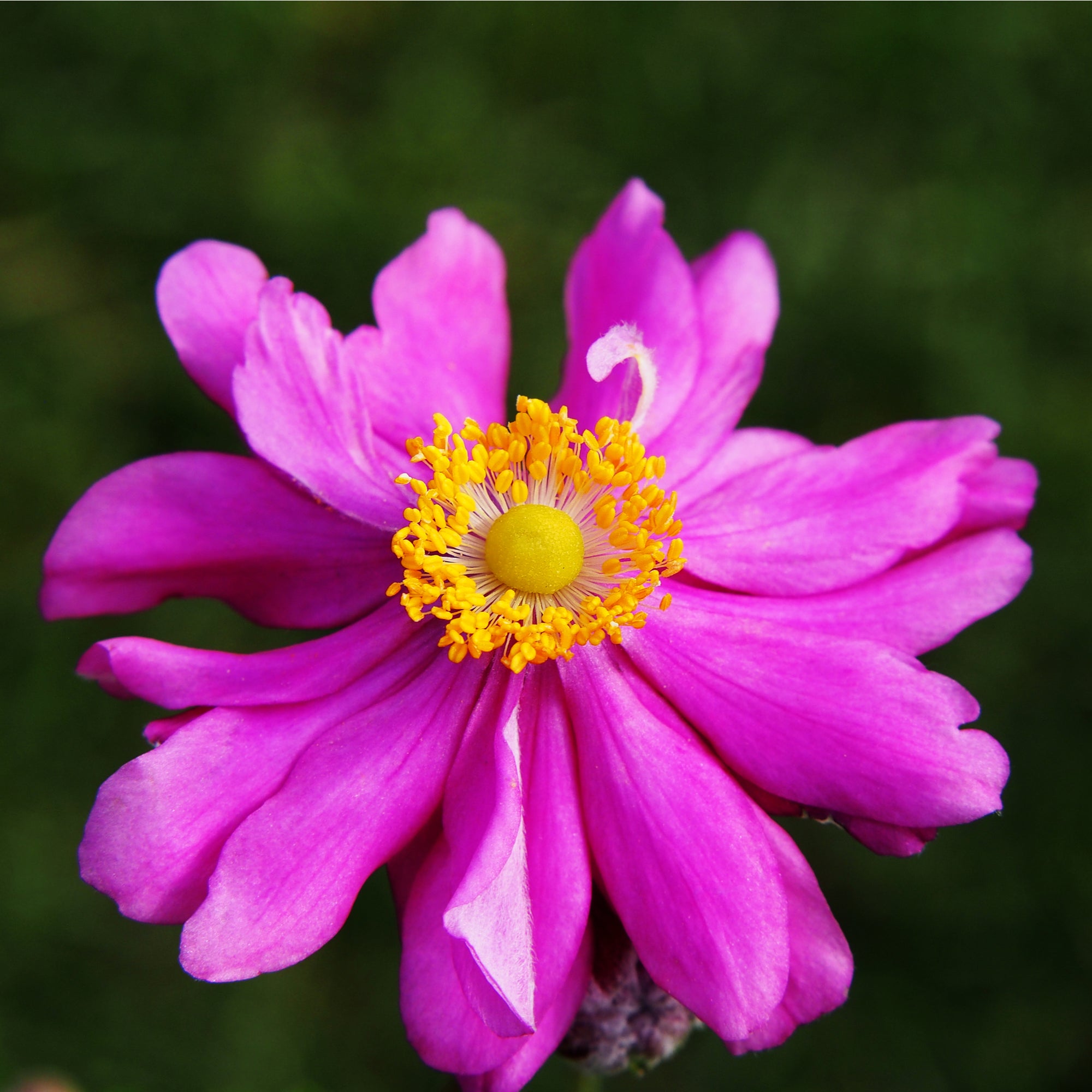 Anemone x hybrida 'Prince Henry' 9cm