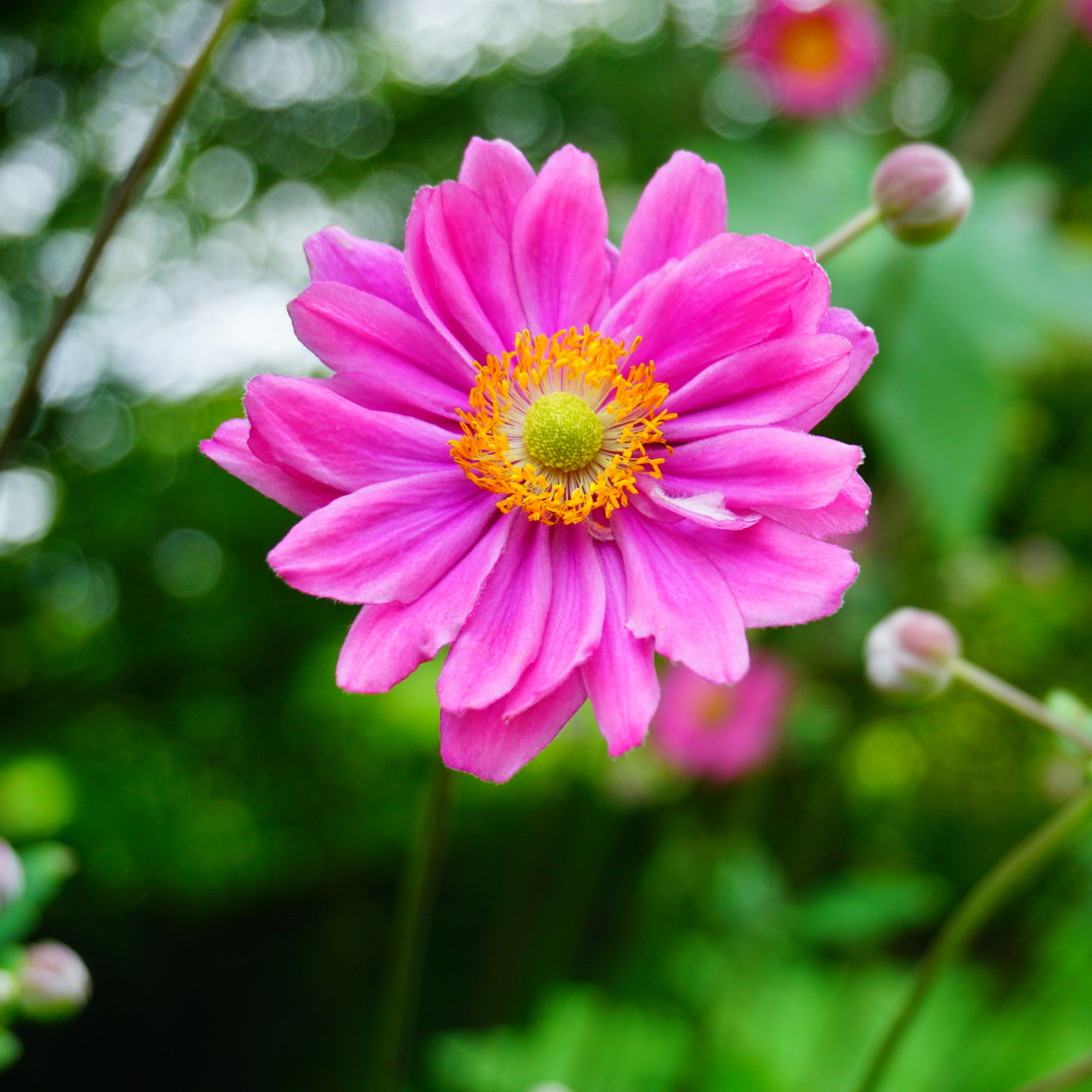 Anemone x hybrida 'Prince Henry' 9cm