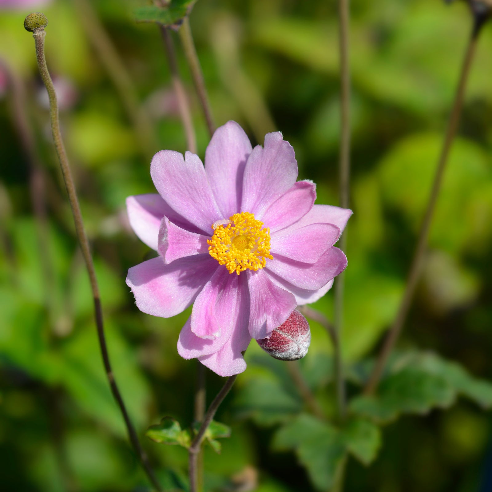 A close-up of Anemone x hybrida 'Serenade' 1L shows its charming pink blooms with yellow centers and soft petals amid green foliage—a delightful perennial perfect for woodland gardens.
