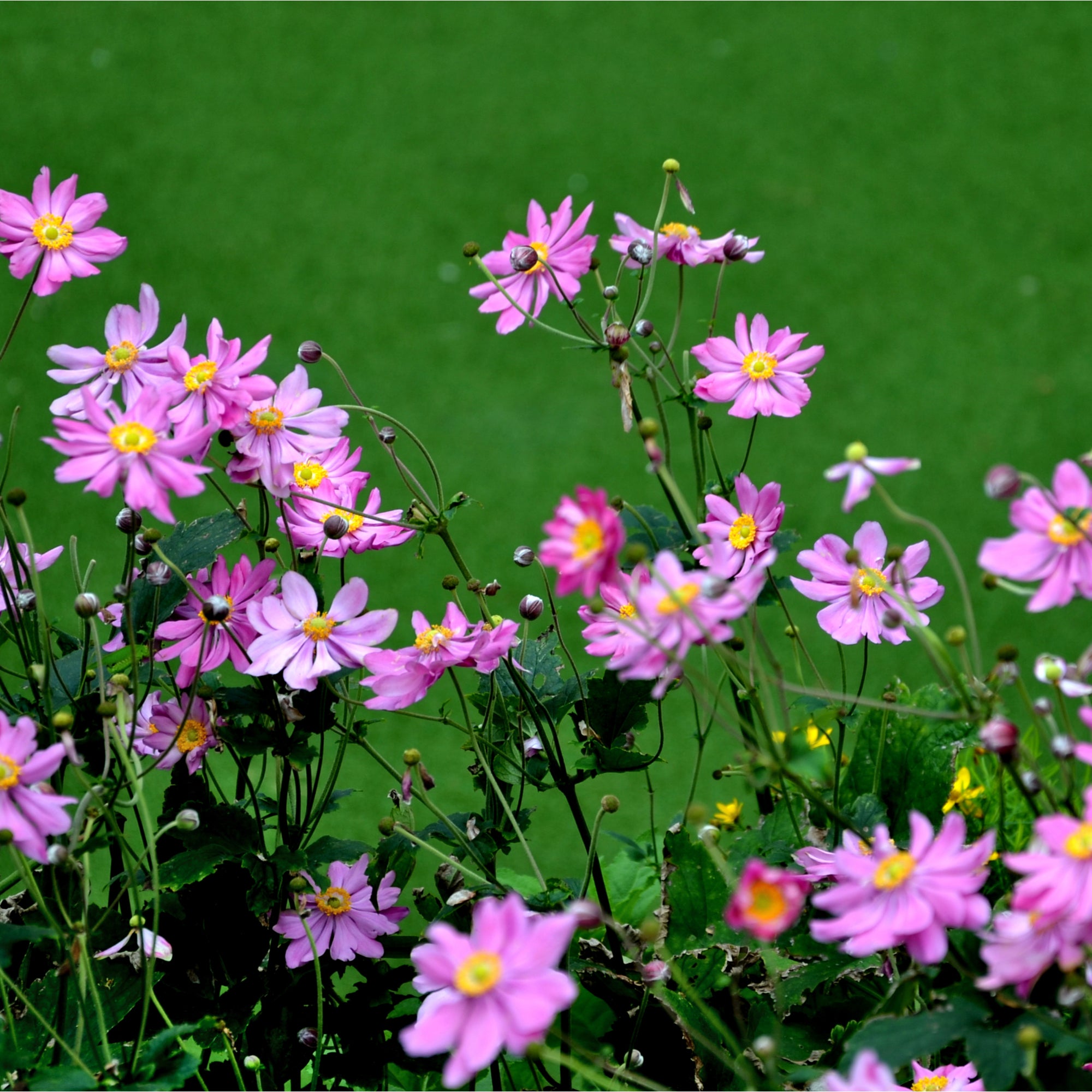 Anemone x hybrida 'Serenade' 1L