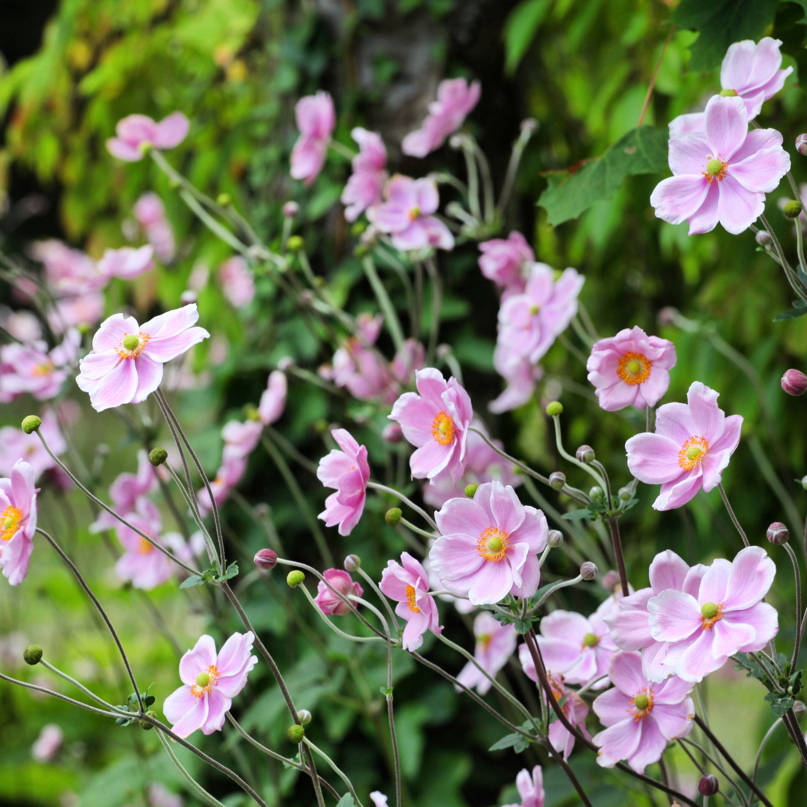 Close-up of Anemone huphensis 'Splendens' 1.5L, showing its yellow-centered, delicate petals amid green foliage and buds. This perennial adds vibrant beauty to woodland gardens. Soft, blurred edges enhance the floral focus.