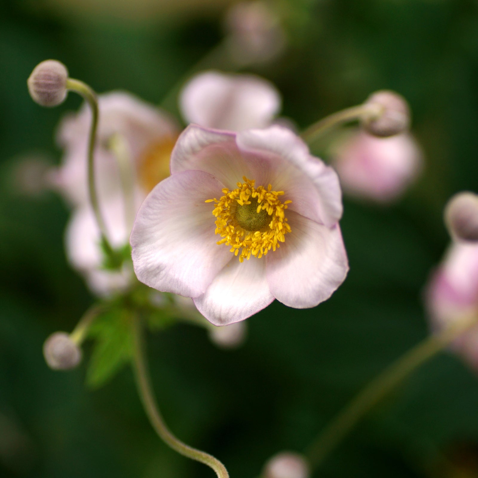 Close-up of Anemone huphensis 'Splendens' 1.5L, showing its yellow-centered, delicate petals amid green foliage and buds. This perennial adds vibrant beauty to woodland gardens. Soft, blurred edges enhance the floral focus.