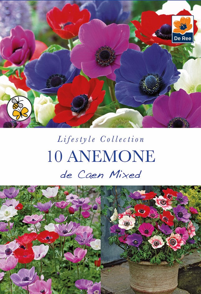 Anemone De Caen Mix - 10 Bulbs
