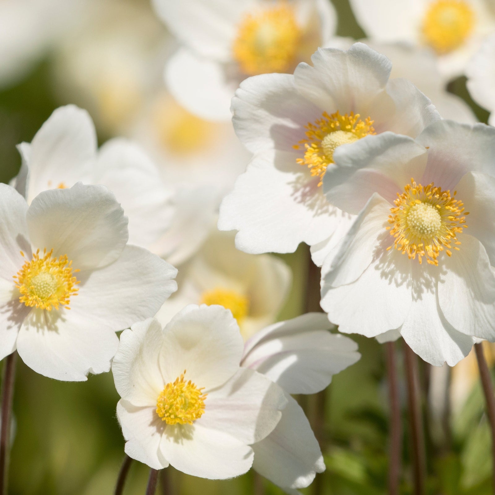 Close-up of Anemone 'Dainty Swan' 3L flowers with yellow centers, softly lit by sunlight. Ideal for woodland gardens, the blurred green background highlights their delicate white petals and detailed stamens.