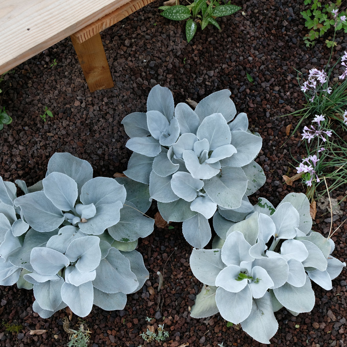 Three Senecio &#39;Angel Wings&#39; Evergreen plants with silver foliage grow in dark soil by a wooden bench, surrounded by small green plants and clusters of light purple flowers.