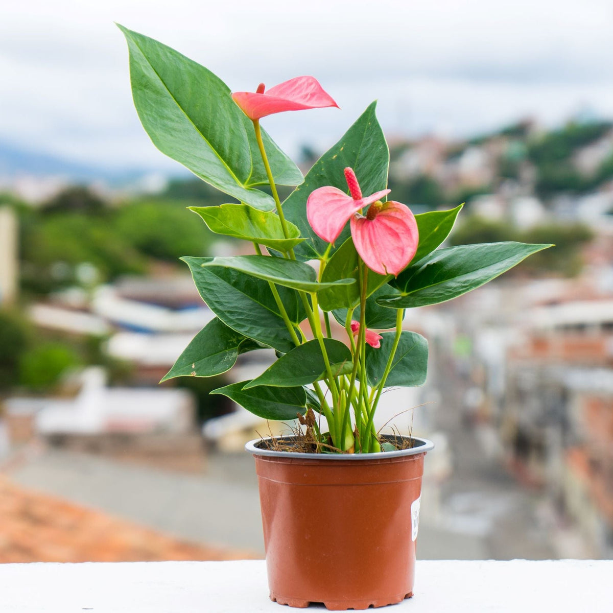 The Anthurium - Candy Floss Pink, with glossy green leaves and heart-shaped, light pink blooms, sits on a white ledge, its everlasting beauty brightening the blurred cityscape in the background.