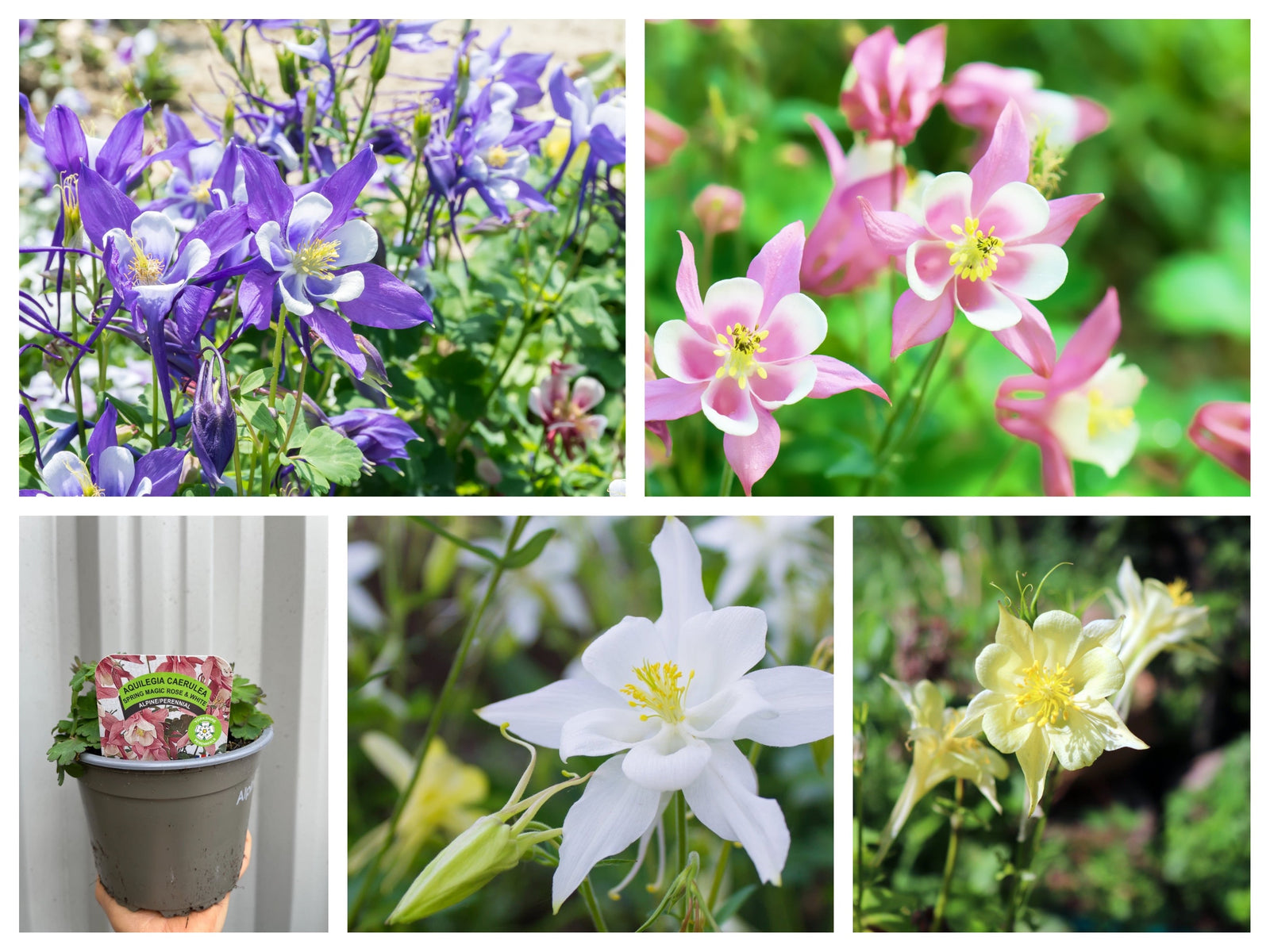A collage of Aquilegia Mix—shade-tolerant perennials in purple, pink, white, and yellow—plus a labeled 1.5L potted plant. Delicate, spurred blooms and lush green foliage. SPECIAL OFFER: 5 Plants in 1.5L Pots.