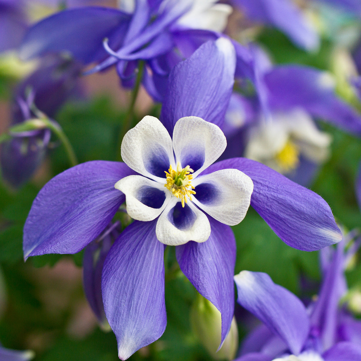Aquilegia &#39;Spring Magic Blue&#39; 9cm/1.5L