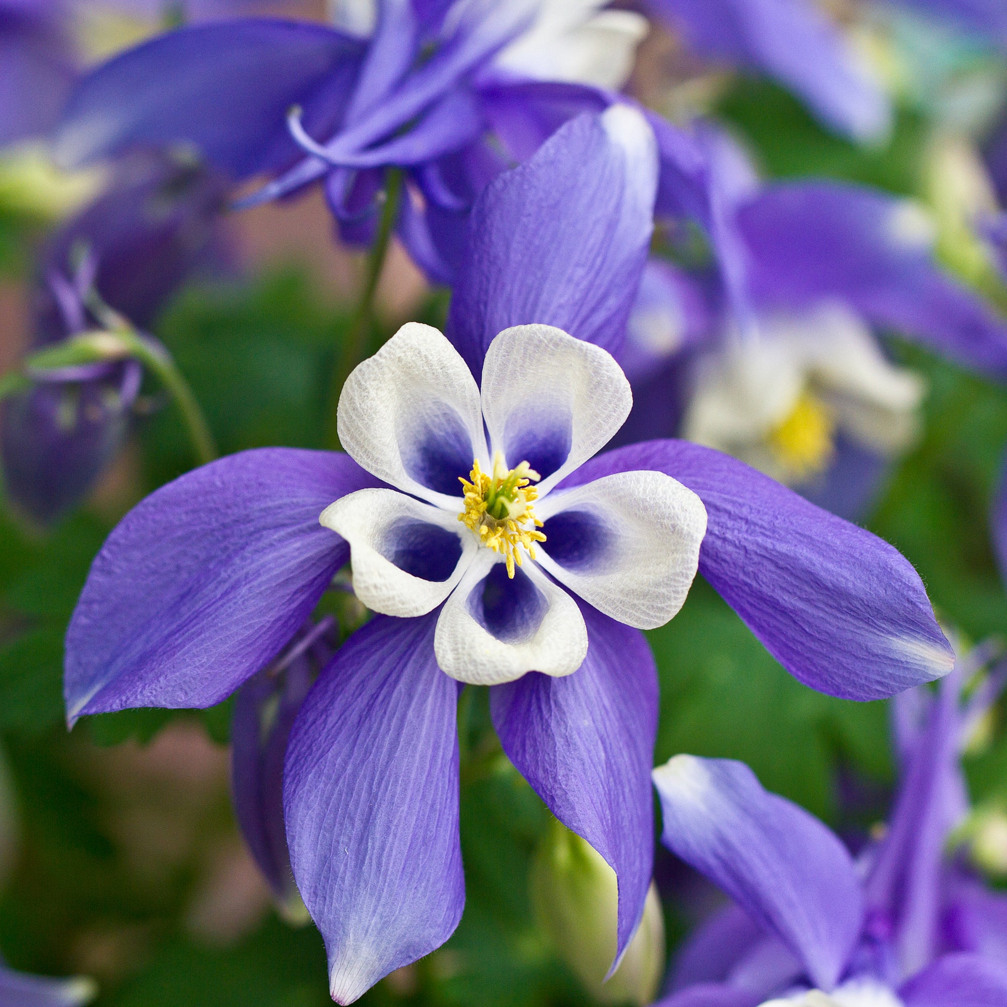 Aquilegia 'Early Bird Blue & White ' 9cm/1.5L