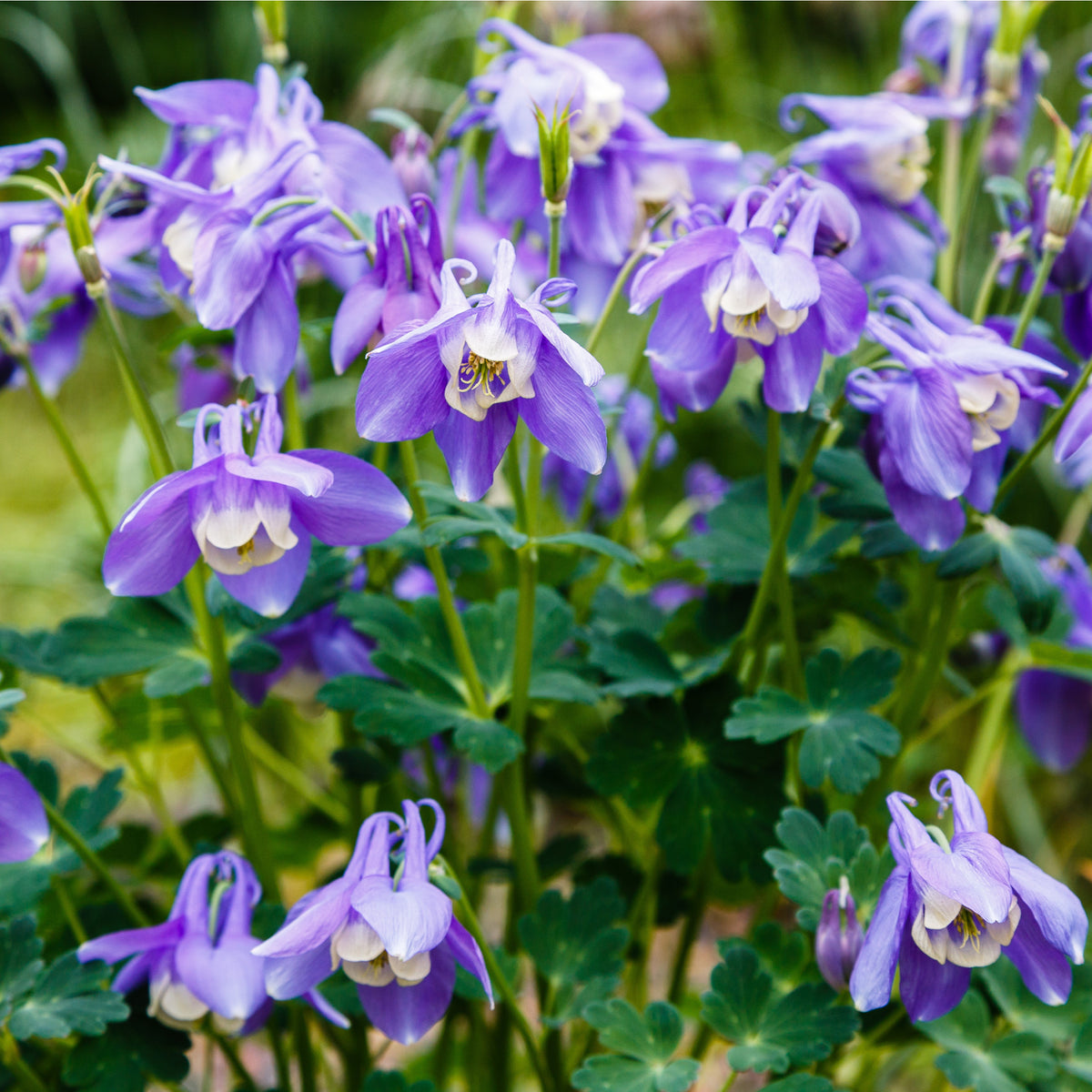 Aquilegia &#39;Spring Magic Blue&#39; 9cm/1.5L