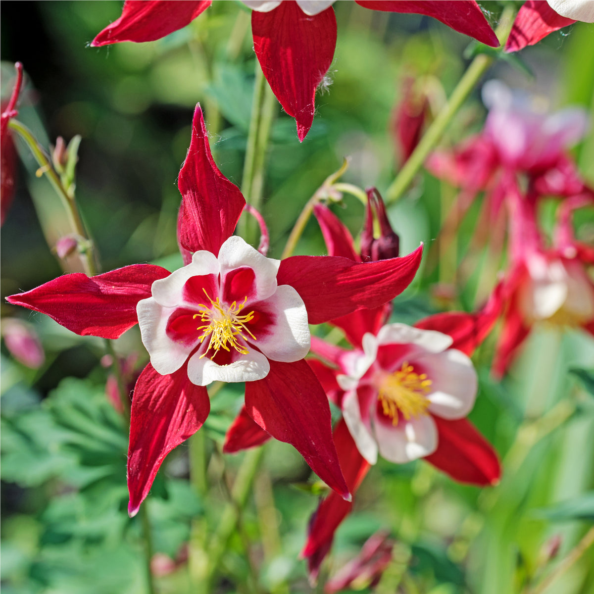 Close-up of Aquilegia earlybird - Red/White 2L, a hardy perennial featuring red and white flowers with yellow centers, surrounded by green foliage and softly blurred blooms in the background.