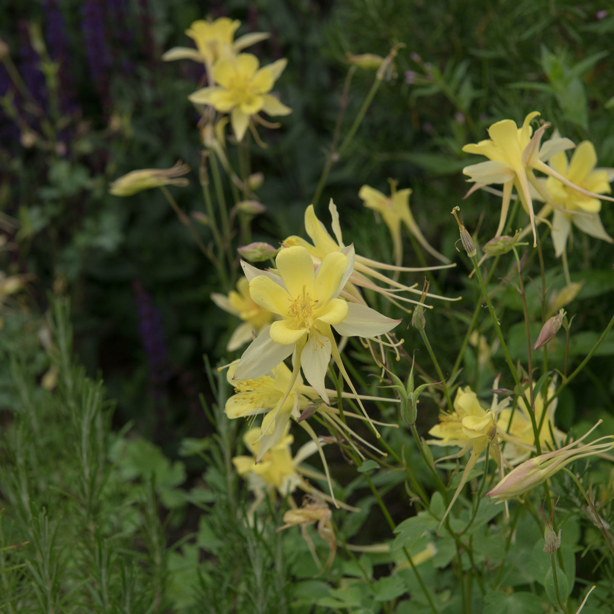 Clusters of pale yellow Aquilegia &#39;Yellow Star&#39; 1L flowers with long, delicate petals and spurs bloom amid green foliage, adding charm to perennial garden displays.