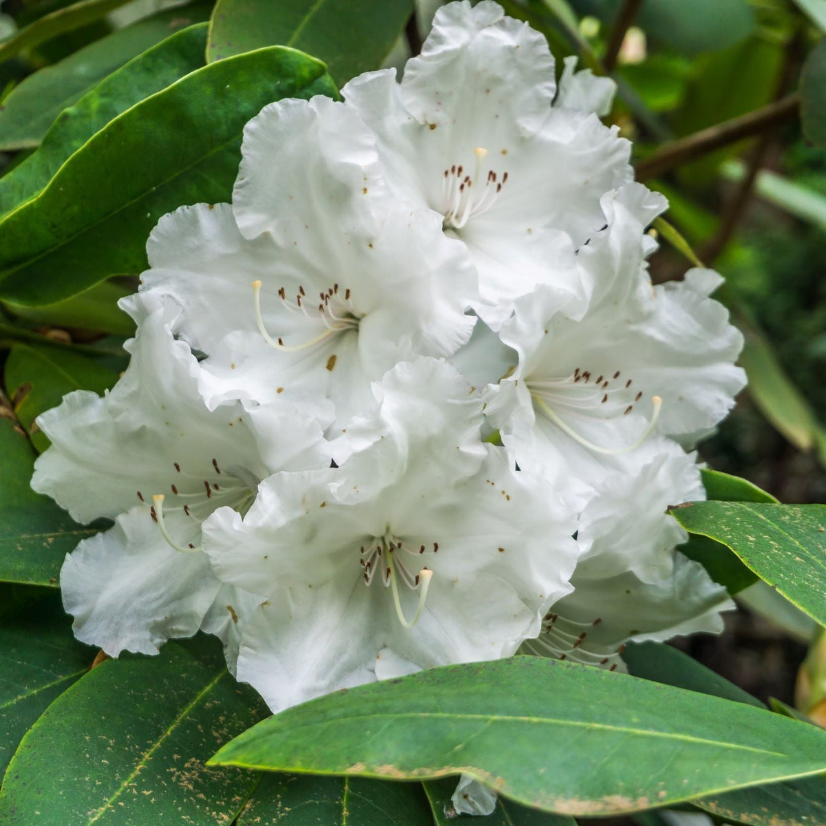 Rhododendron Dwarf White ‘Arctic Tern’ 2L displays large white, ruffled flowers with brown-tipped stamens and hardy evergreen leaves—traits seen in many RHS Award of Garden Merit varieties.
