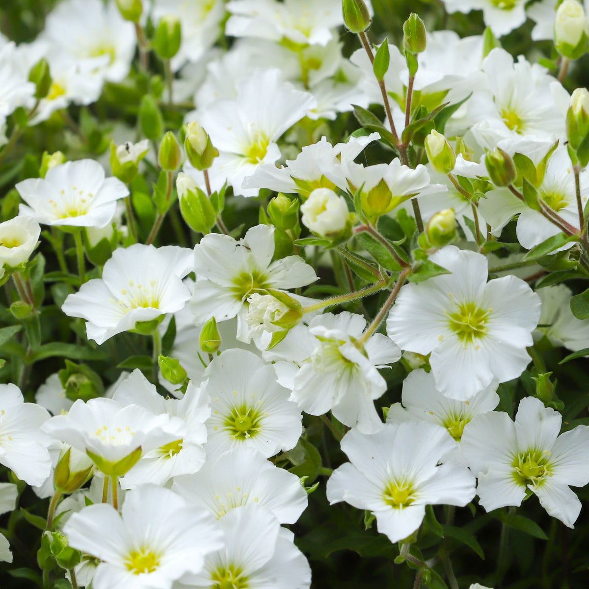 Arenaria montana 9cm features clusters of white flowers with yellow centers and green stems, creating a lush evergreen perennial groundcover ideal for vibrant floral displays.