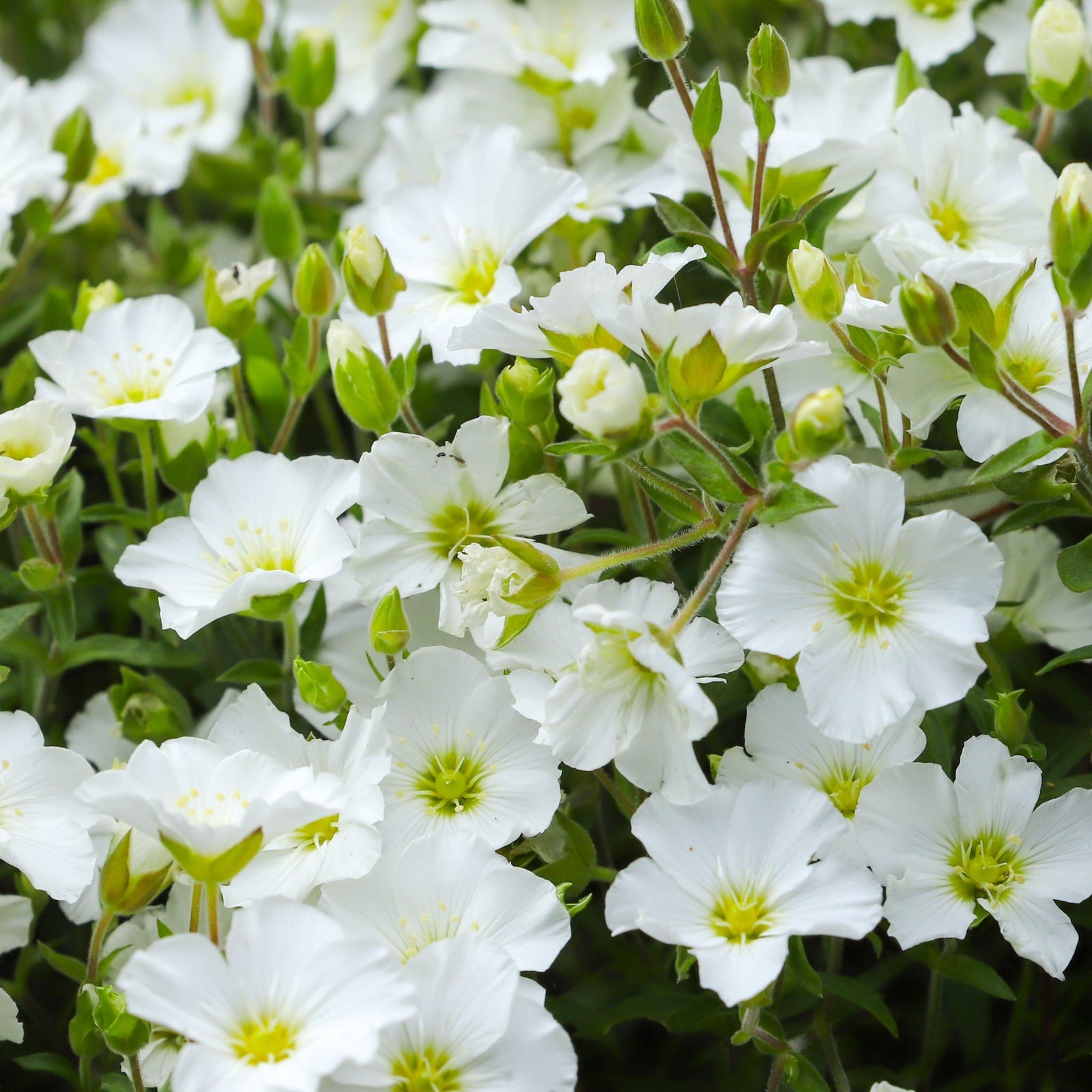 Arenaria montana 9cm features clusters of white flowers with yellow centers and green stems, creating a lush evergreen perennial groundcover ideal for vibrant floral displays.