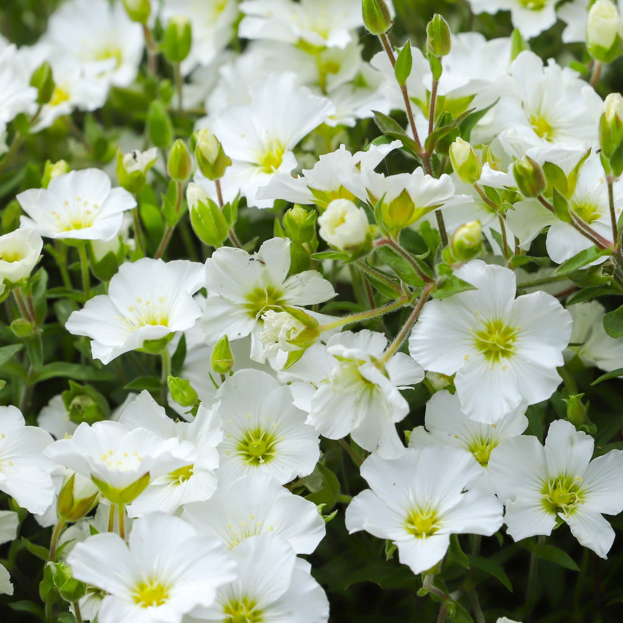 Arenaria montana 9cm