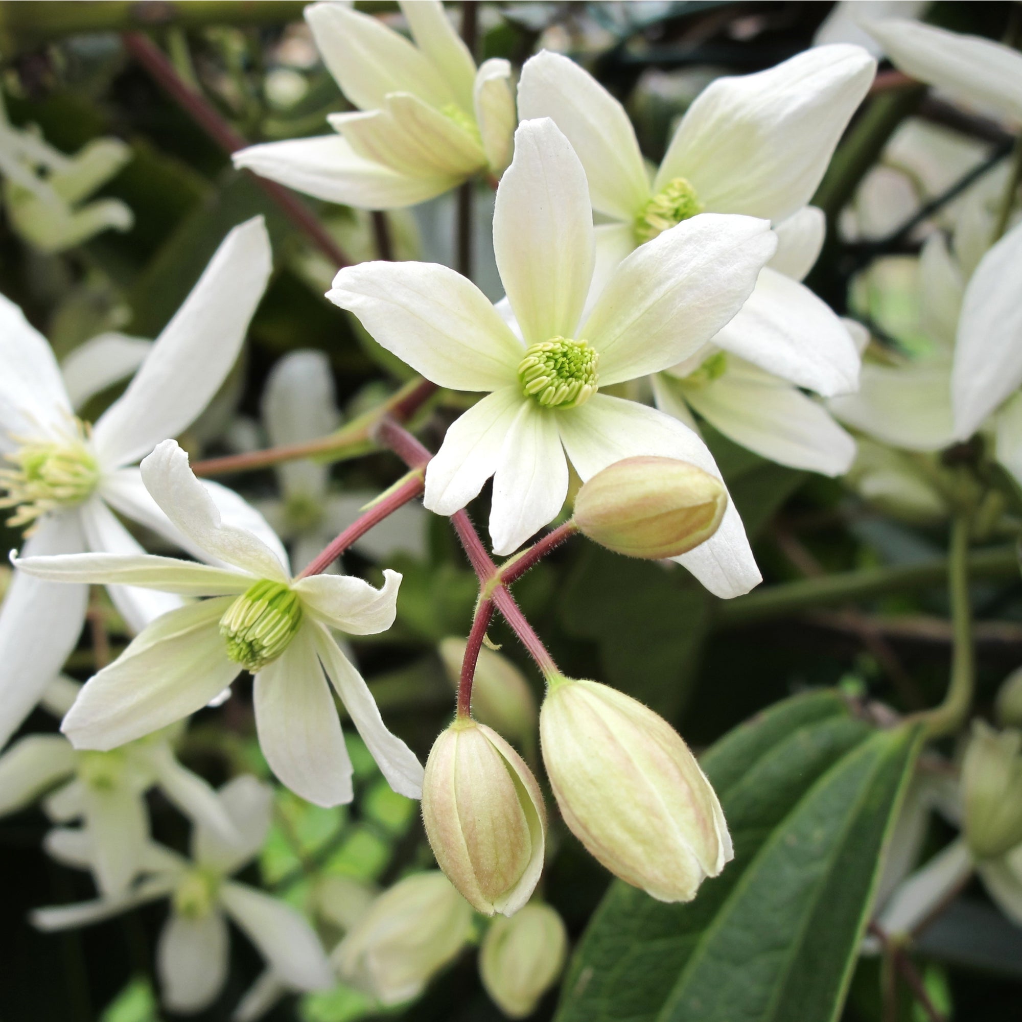 Clematis armandii (Evergreen and Fragrant) 100cm