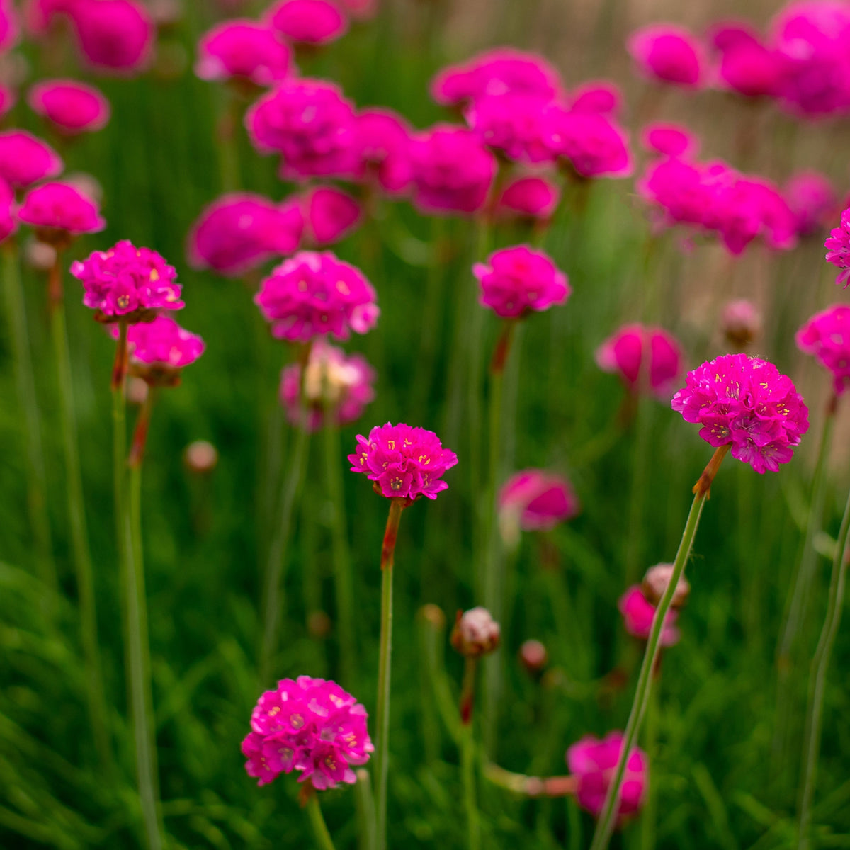 Bright pink, round-clustered flowers bloom on tall green stems—Armeria martima Deep Rose 1L, an evergreen perennial ideal for rock gardens—shown against a blurred green background of grass and other blooms.