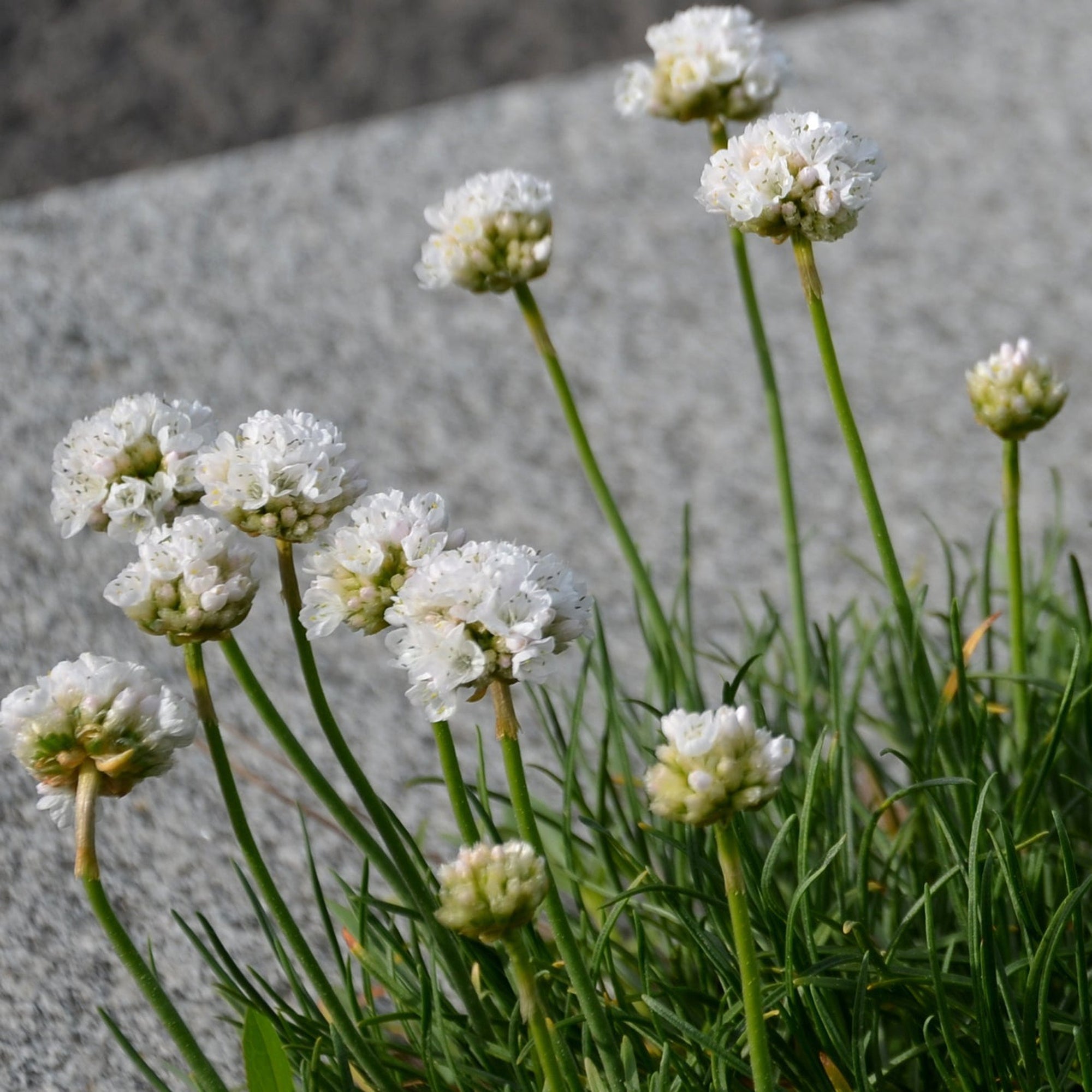 Armeria pseudarmeria White 2L