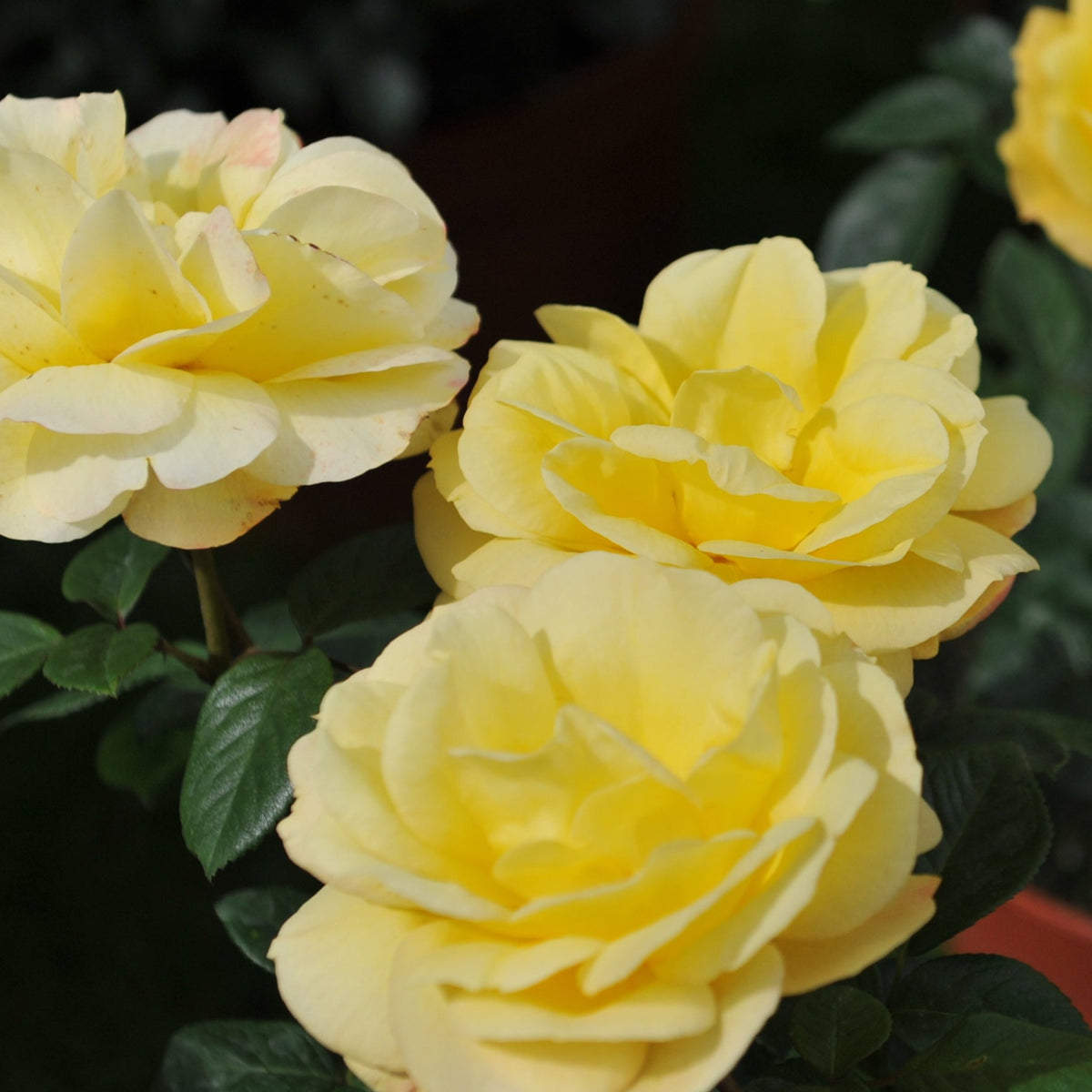 Three vibrant yellow Rose Arthur Bell floribunda blooms with lush green leaves are shown in close-up, set against a blurred background. Available as a 4L potted rose—pre-order for December &#39;25.