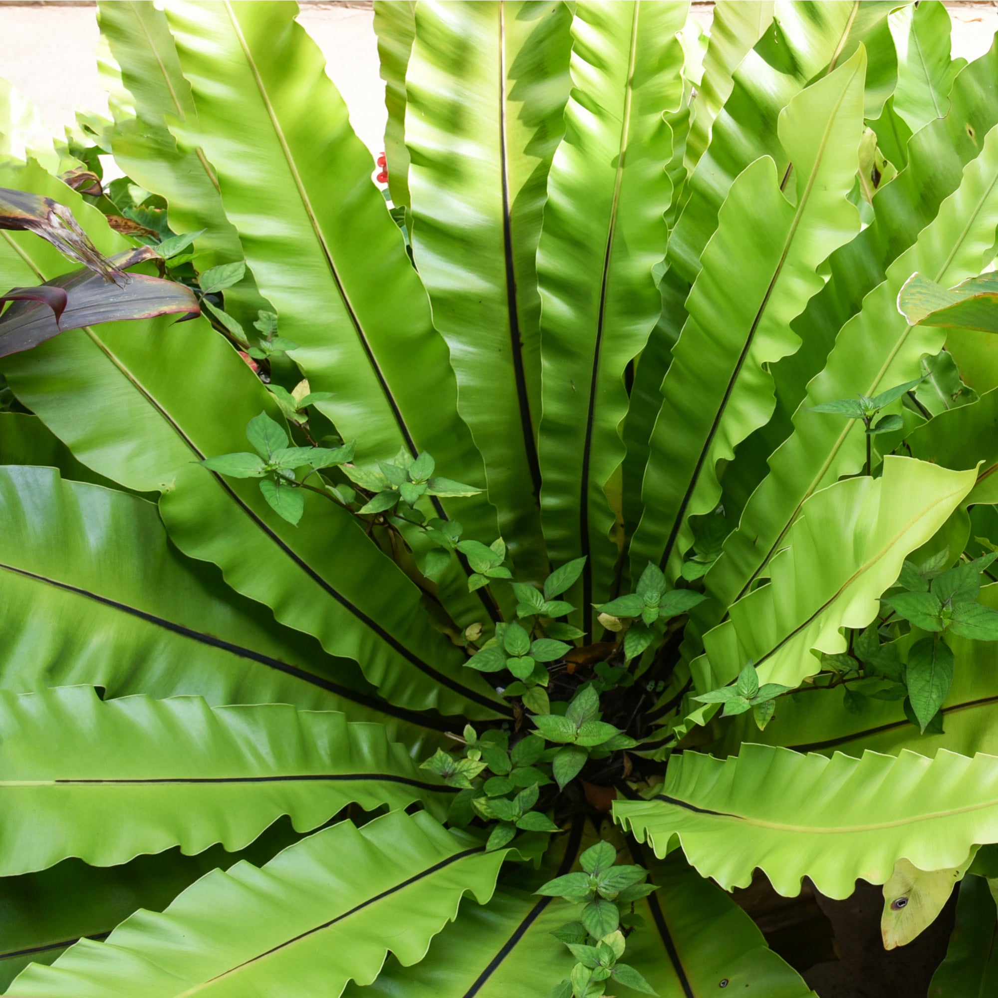 Fern Asplenium (11cm Pot)