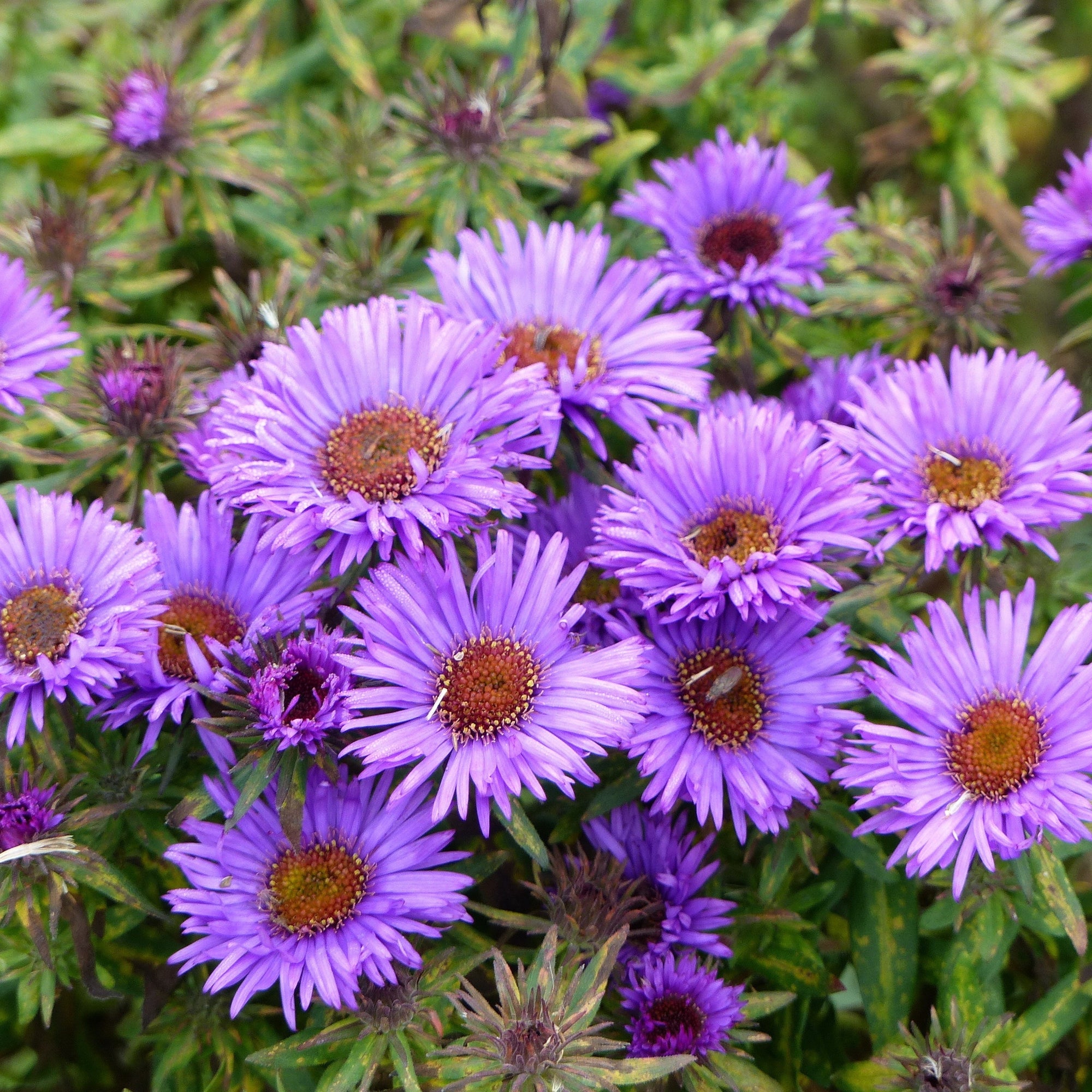 Aster novi-belgii  'Lady in Blue' 1L