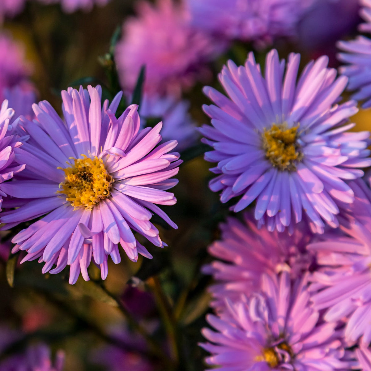 Close-up of Aster novi-belgii &#39;Jenny&#39; 9cm blooms, their vibrant petals and yellow centers glowing in sunlight. This perennial&#39;s lush colors add standout charm to cottage gardens, with flowers contrasting beautifully against a soft backdrop.