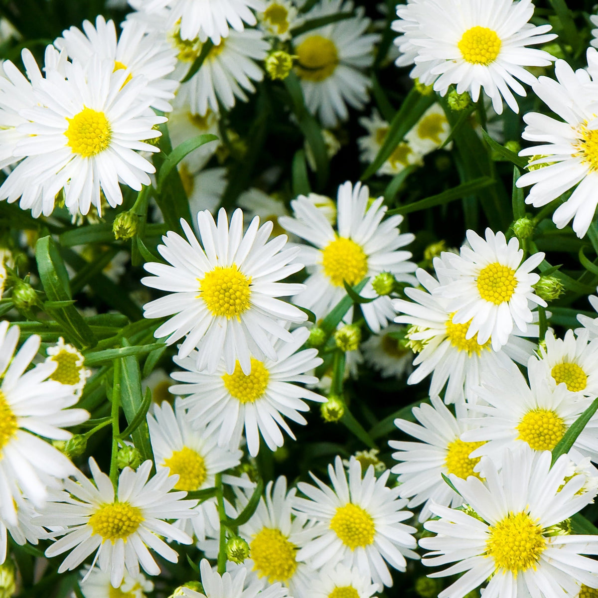 The Aster ager. Ashvi 9cm features white daisies with yellow centers and green stems, creating a cheerful display ideal for garden borders. This perennial also attracts butterflies to your outdoor space.
