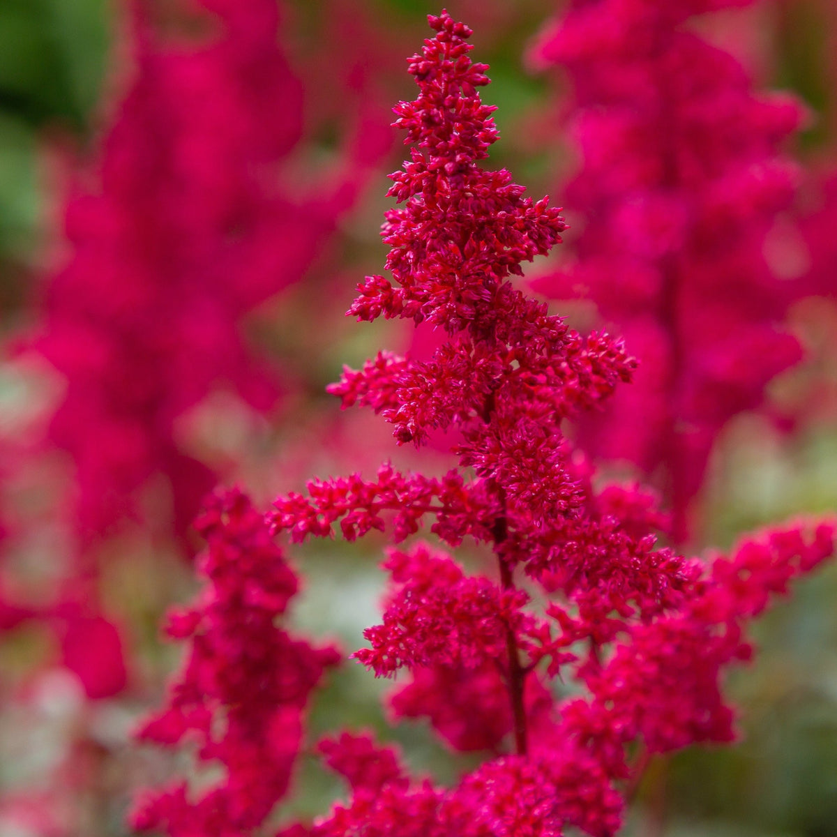 Astilbe arendsii Rose 9cm / 2L