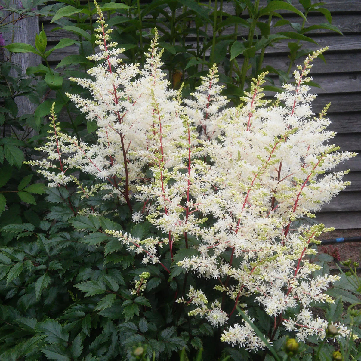 Astilbe arendsii White 9cm/2L is a bushy perennial with tall, feathery white plumes and dark green, serrated leaves, ideal for adding a striking touch to shaded gardens in front of wooden fences or among other greenery.
