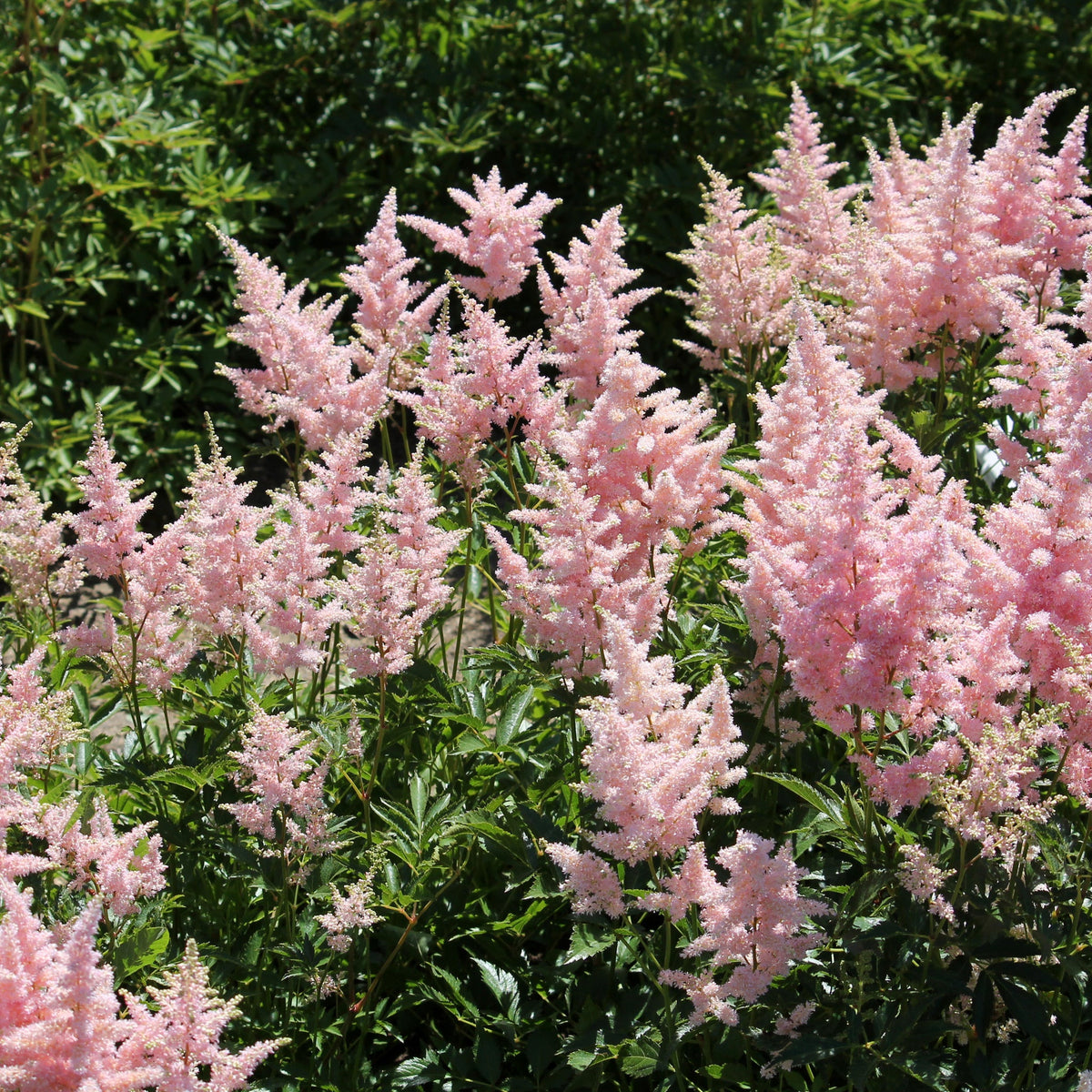 Astilbe - Mainz 1.5L features clusters of light pink, feathery plumes amid green foliage, thriving in shade—an elegant perennial ideal for brightening any garden.