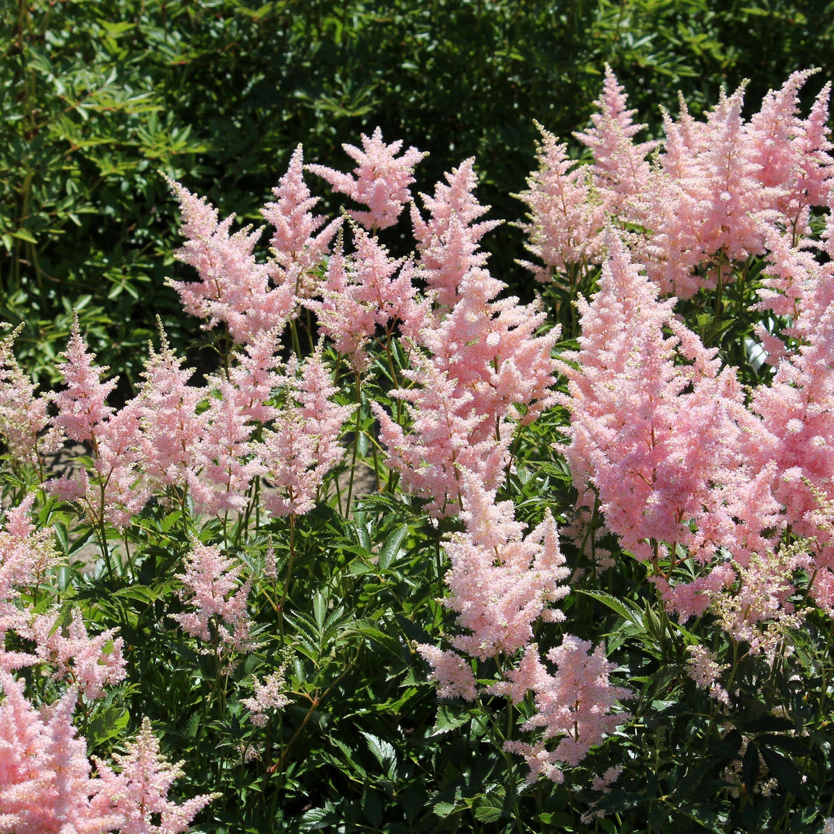 Astilbe Pink 2L features clusters of light pink blooms among lush green foliage, thriving in shade gardens. This perennial adds elegance and vibrant color to any landscape, making it a beautiful addition to your garden.