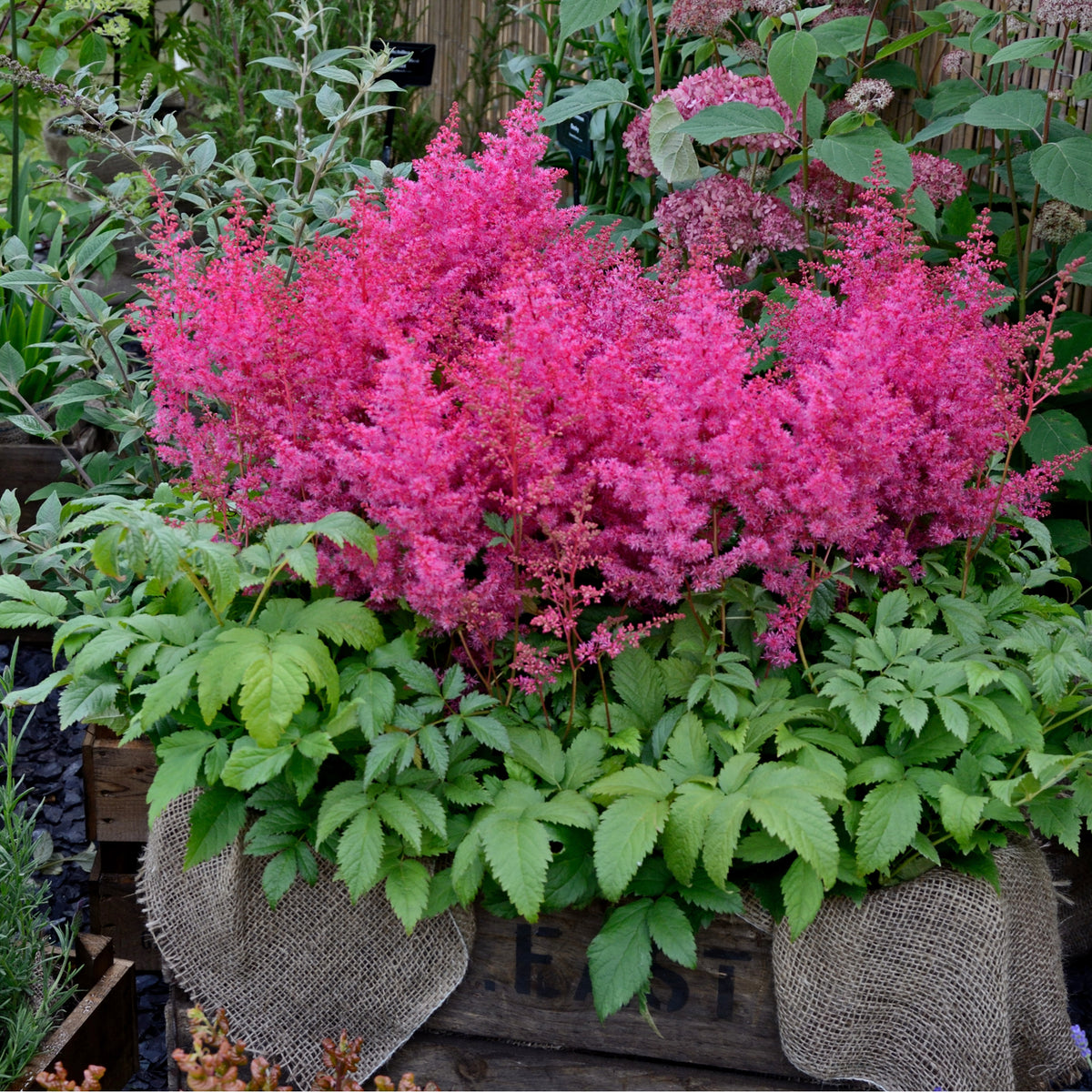 Astilbe - Visions in Pink 1.5L features feathery pink blooms above green foliage, presented in a rustic wooden crate with burlap—an ideal pink perennial accent for any woodland garden setting.