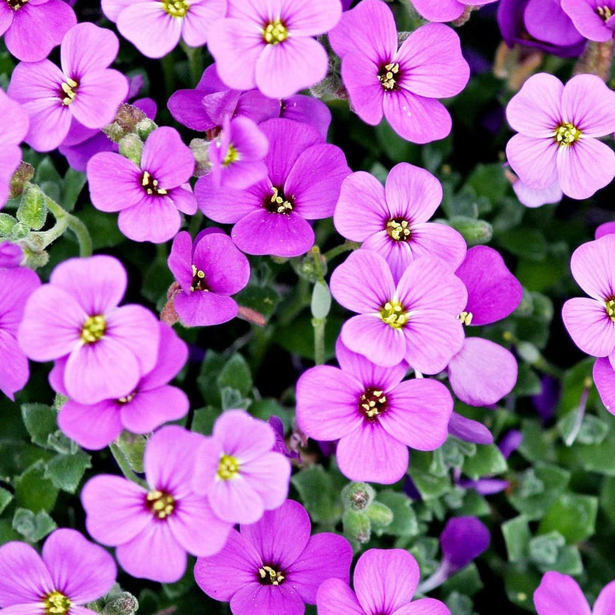 Aubretia Hybrida Axcent - Lilac - 1.5L