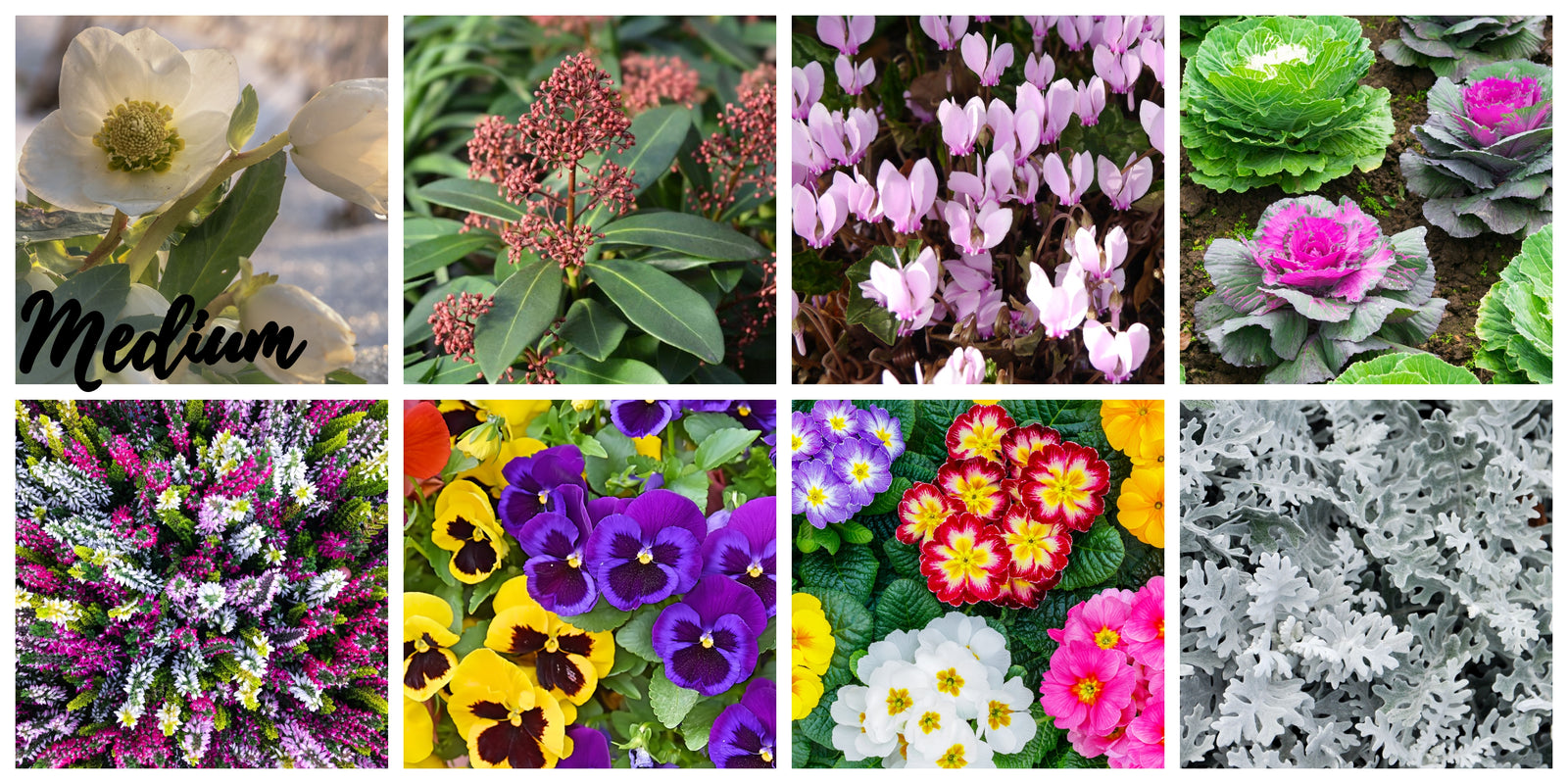 The Autumn & Winter Flowering Mix features a collage of five garden favorites: white hellebore, skimmia with red buds, vibrant pansies, pink cyclamen, and purple, white & pink heather—ideal for colorful winter displays.