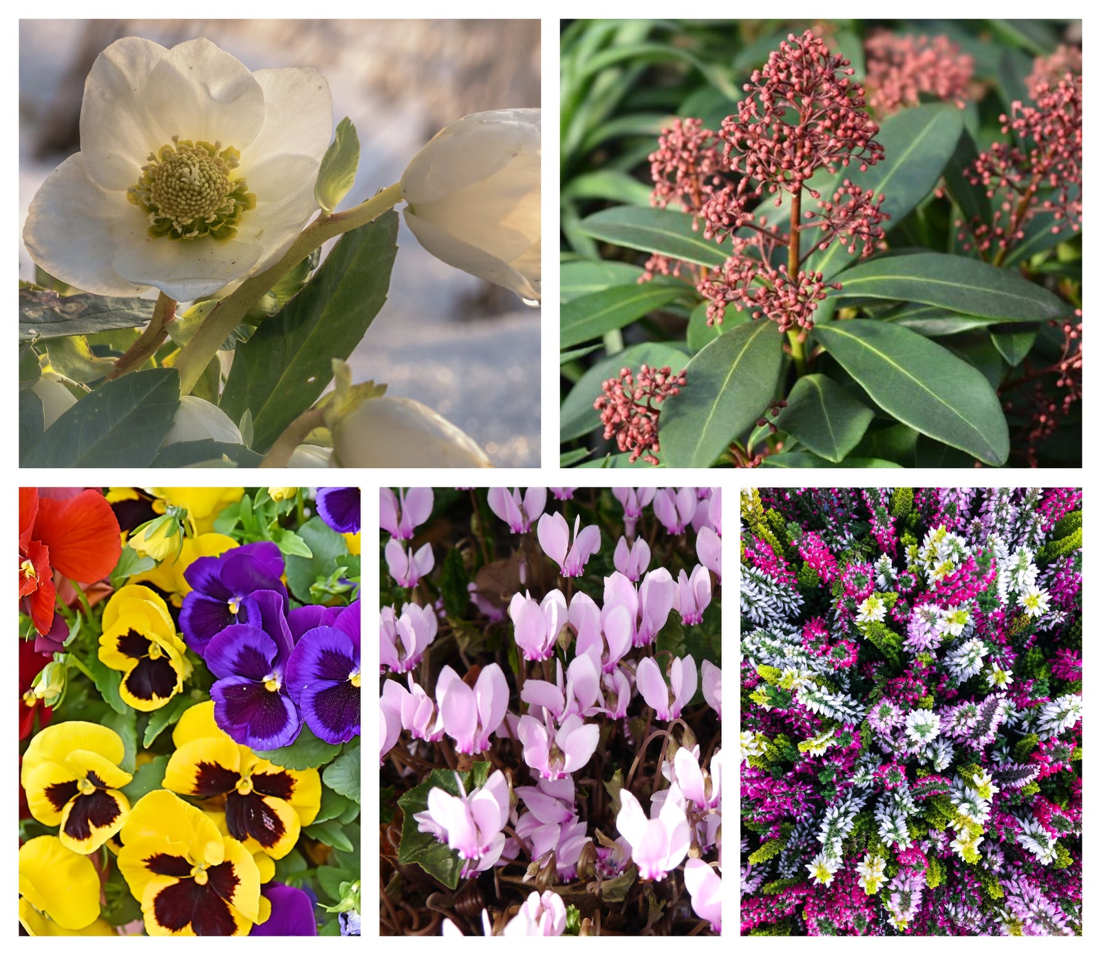 The Autumn & Winter Flowering Mix features a collage of five garden favorites: white hellebore, skimmia with red buds, vibrant pansies, pink cyclamen, and purple, white & pink heather—ideal for colorful winter displays.