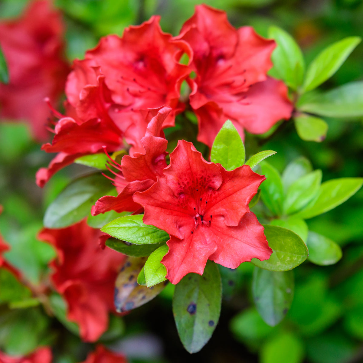 Azalea &#39;Arabesk&#39; is an evergreen shrub with bright red, ruffled blooms and delicate dark lines near the center, set against lush green leaves—some flecked with dark spots—making it ideal for striking garden displays.