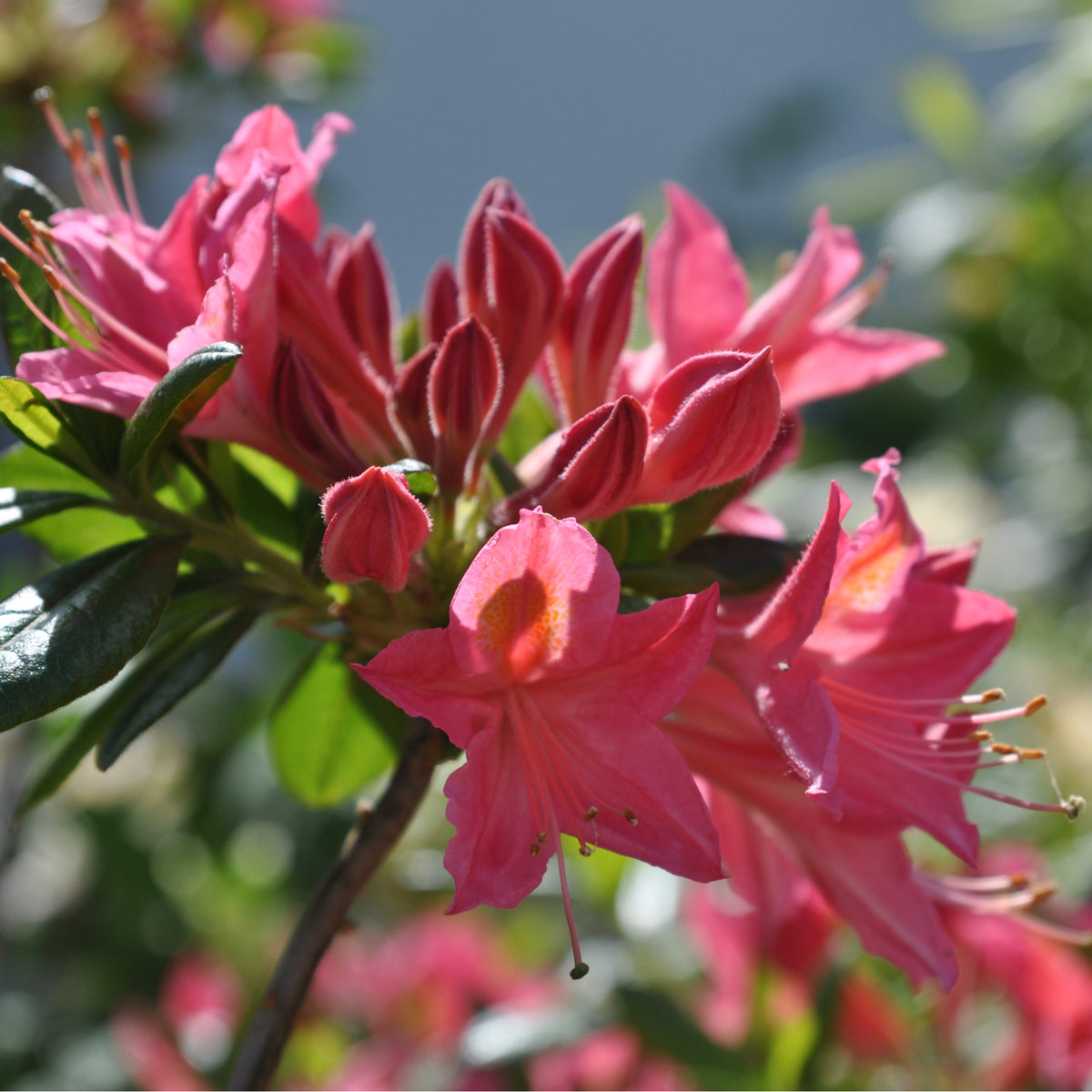 Azalea knaphill &#39;Jolie Madame&#39; 5L (80-90cm inc. pot)