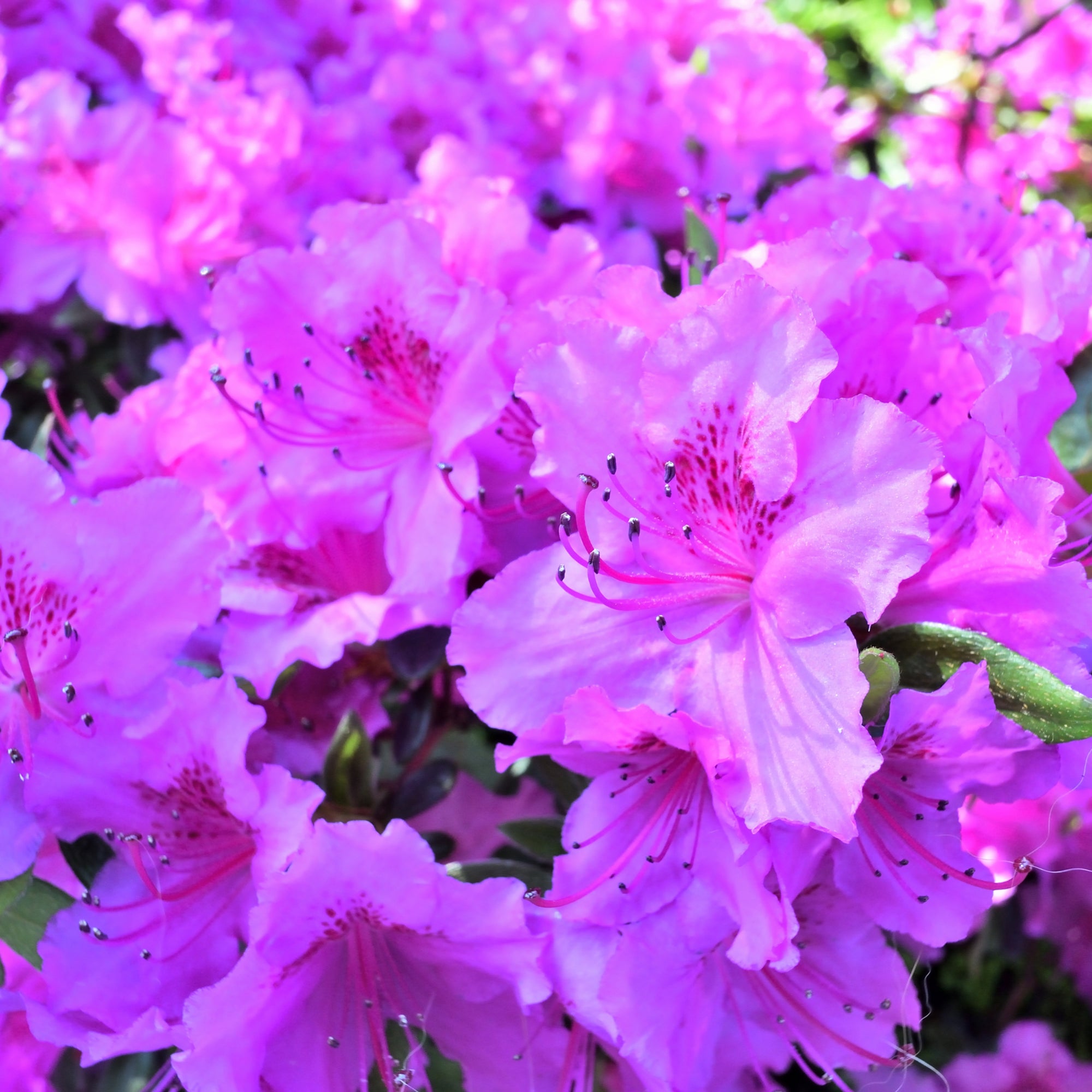 Azalea 'Koningstein' 1L