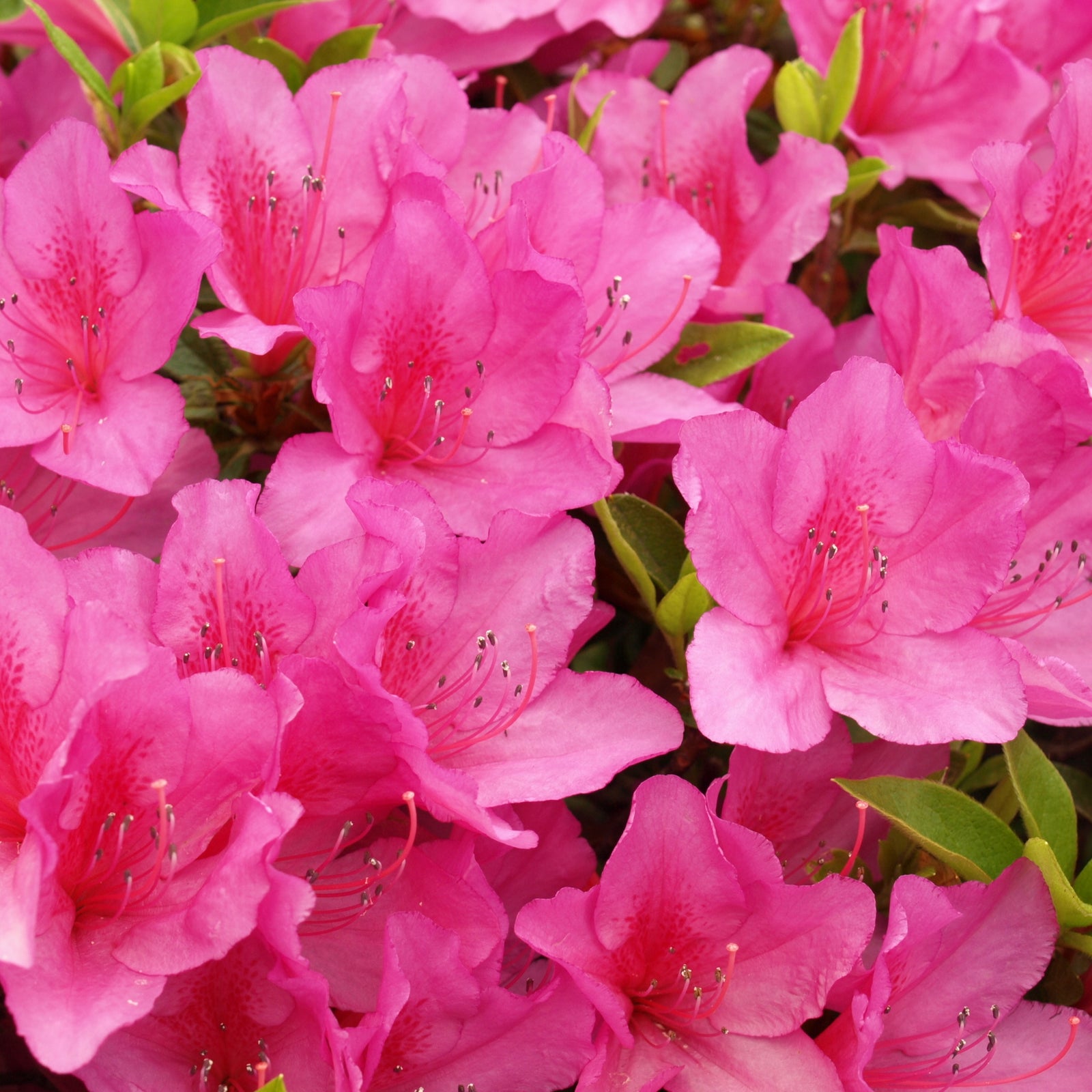 A Mix of 4 Azaleas 1.5L—each with lush green leaves and a colorful tag for its unique variety—brings vibrant color to any space. These evergreen garden shrubs come potted and ready to display on your patio or garden surface.