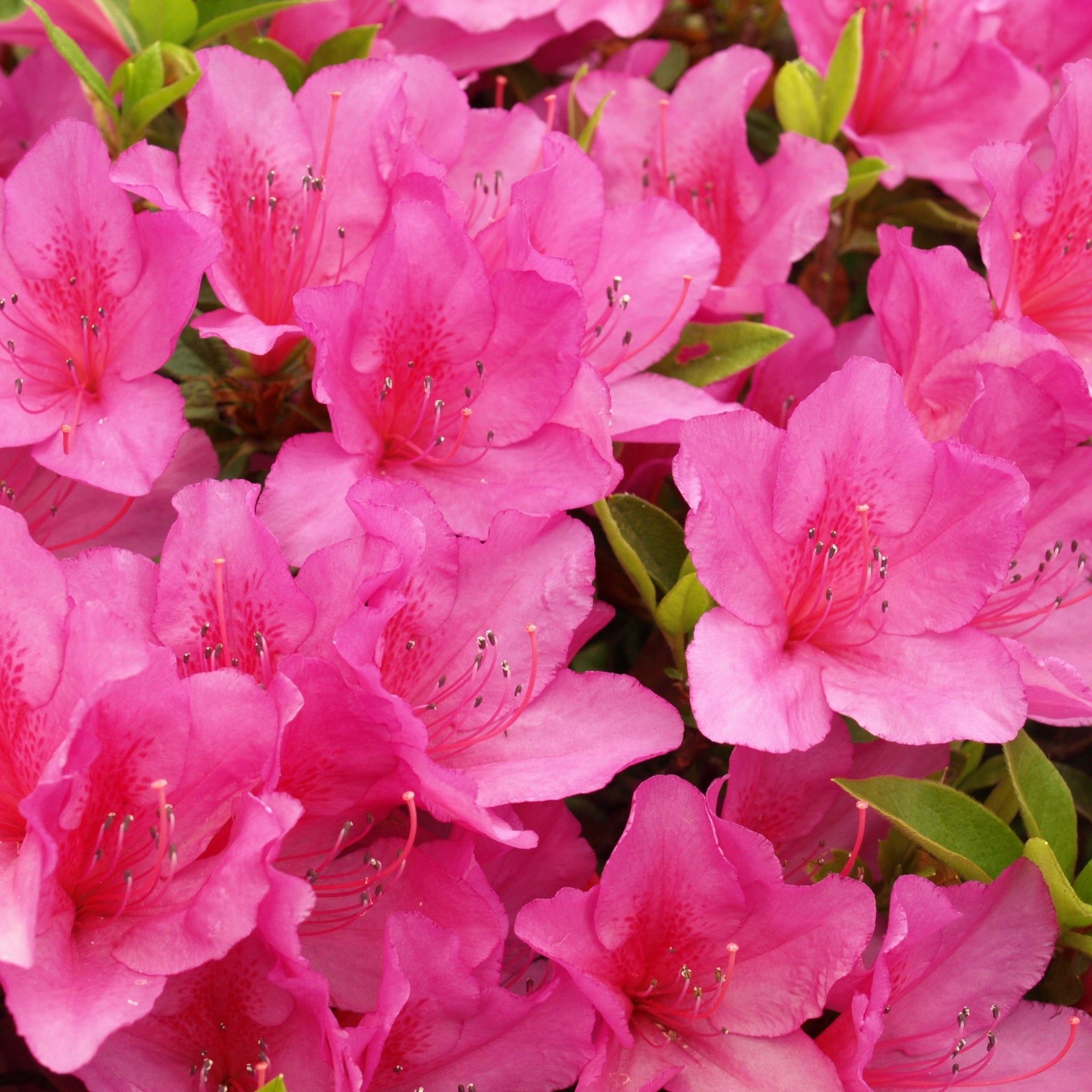 Azalea 'Anouk' 3L