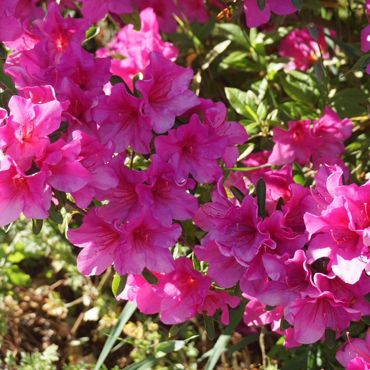 Azalea &#39;Madamme Van Hecke&#39; 2/5L features vibrant pink blooms and evergreen foliage, making it an ideal choice for eye-catching garden displays with vivid color and lush greenery.