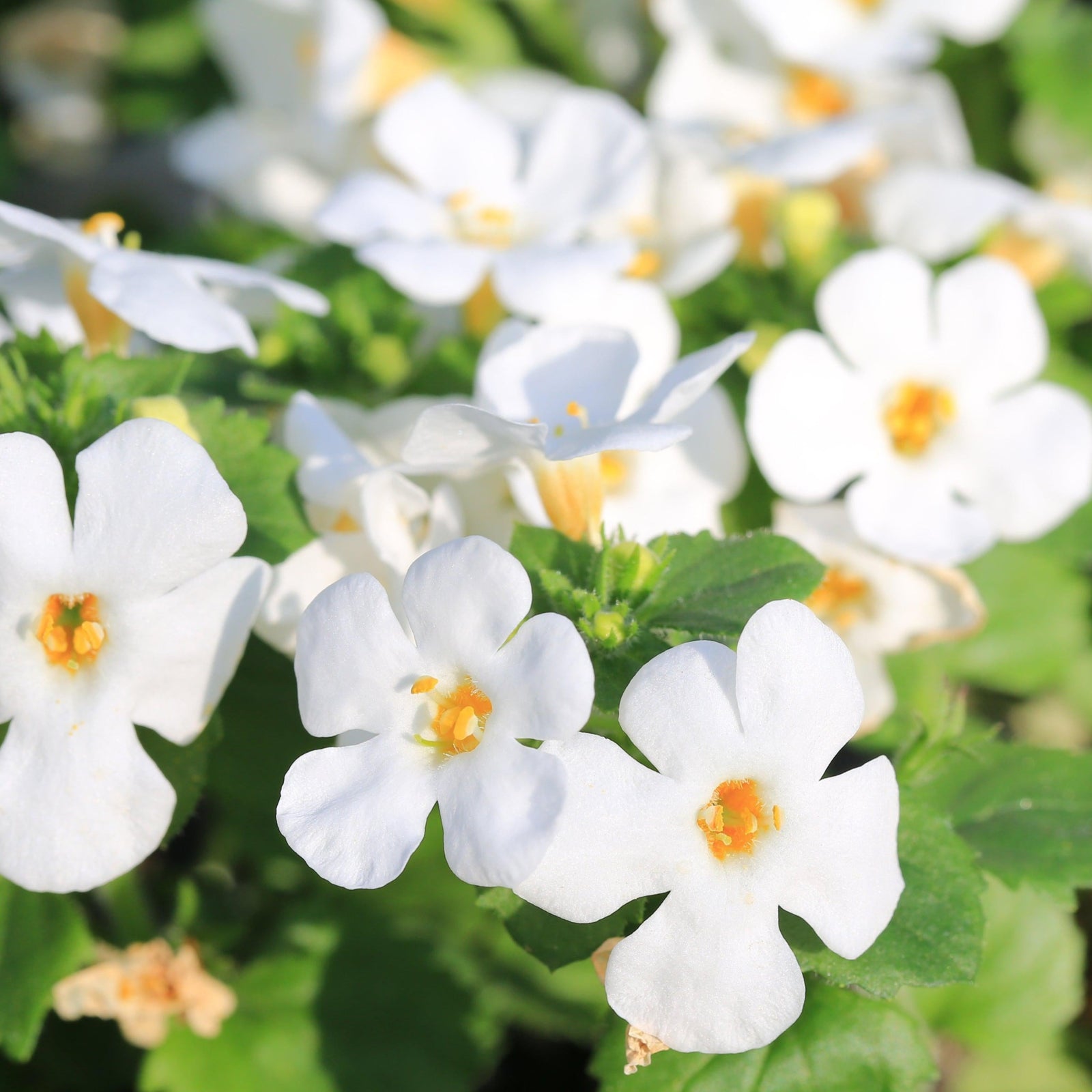 Bacopa White (9cm Growers Pot)